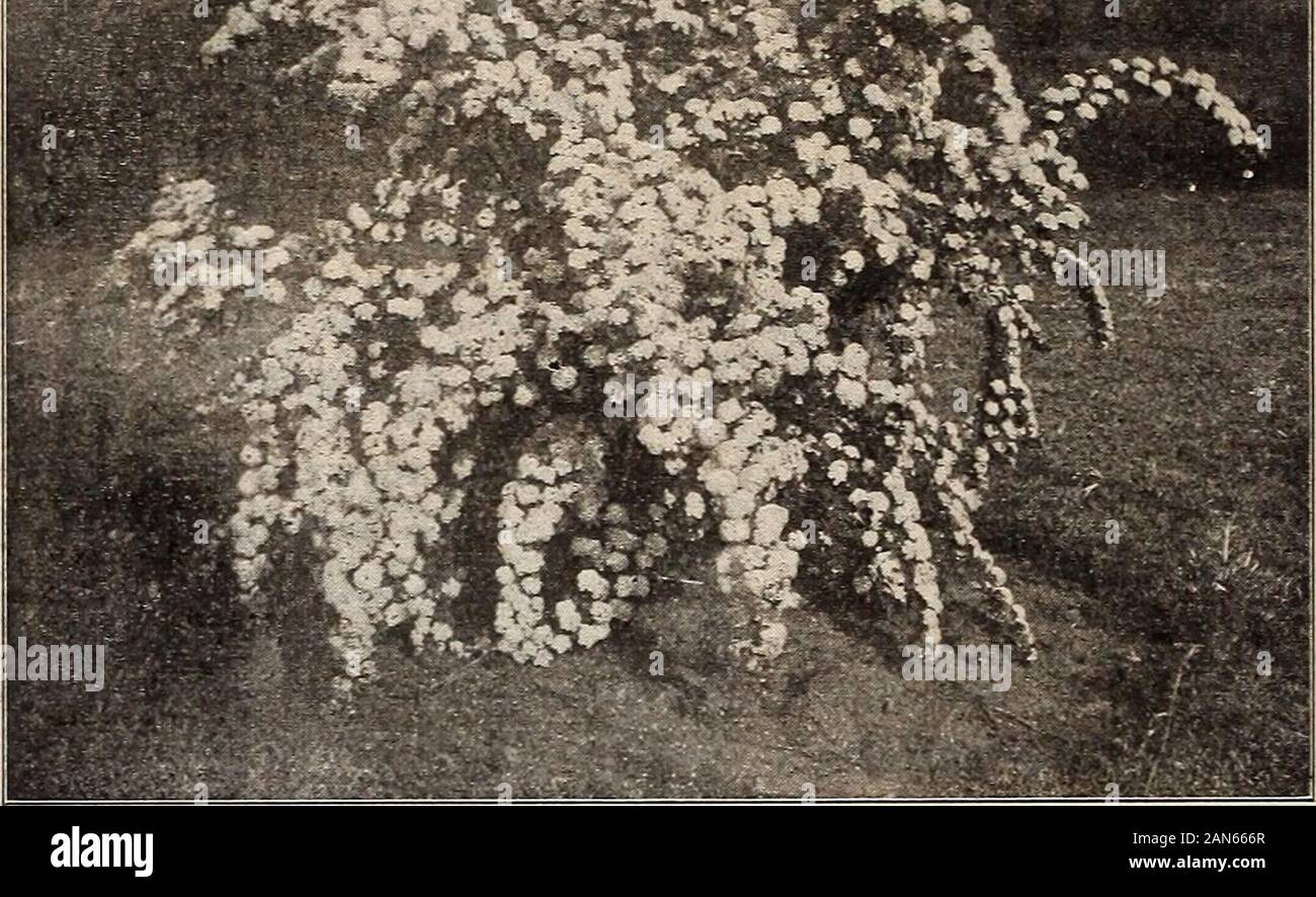 P.JBerckmans Co: 1904 1905 . SPIK^A VAN HOTTTTEI AT FRUITX A NX). SPIRAEA Heavy, well branched plants, 4 years old, 50 cents each, $3 for 10, $20 per 100.2 years, 25 cents each, $2 for 10, $10 per 100. Spring Bloomers PruDifolia. A beautiful early blooming variety, withsmall pure white double flowers. Commences blooming inearly March. Reevesiana Flore Pleno. With large round clusters ofdouble white flowers that cover the whole plant. A very de-sirable early spring bloomer. Blooms latter part of March andcontinues for several weeks. One of the best. Thunbergii. Dwarf; flowers white; produced in Stock Photo