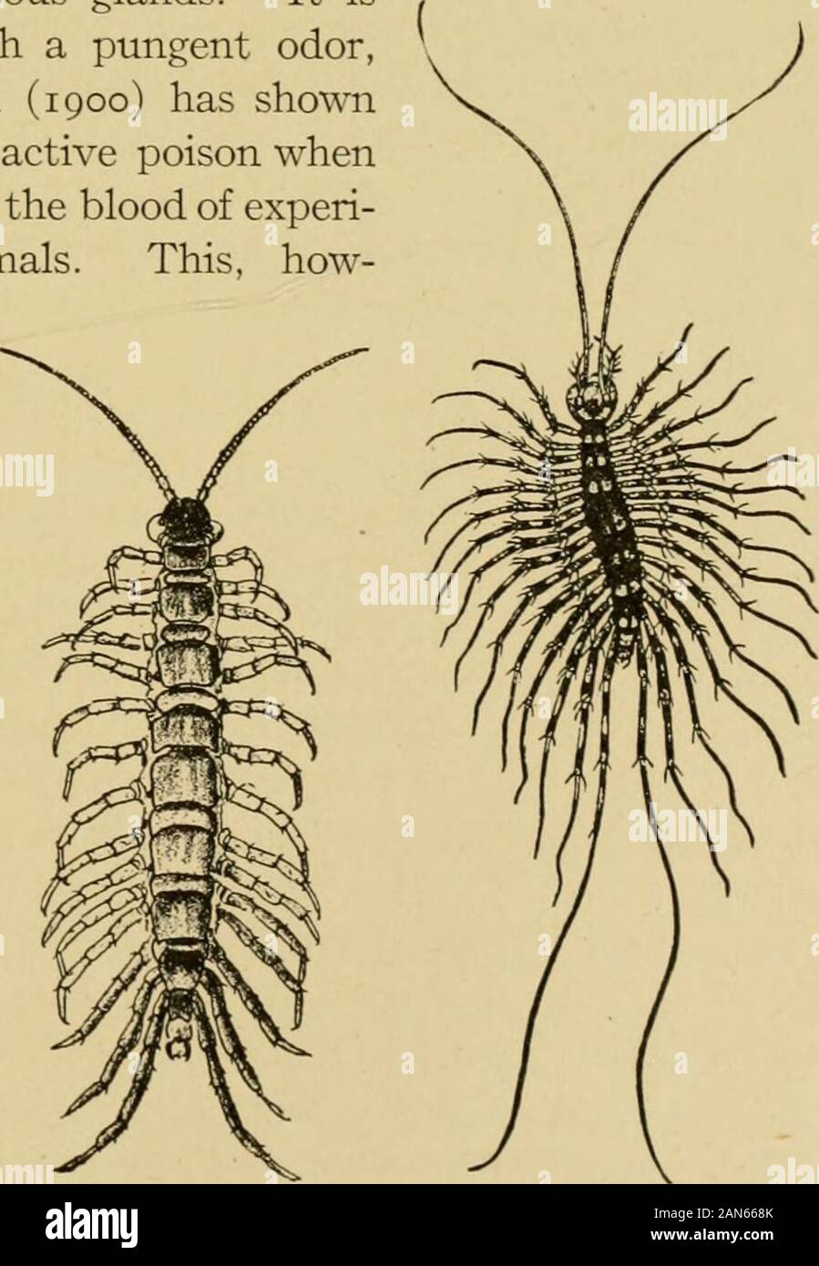 Handbook of medical entomology . n moist places, feeding primarily on  decay-ing vegetable matter, though a few species occasion-ally attack  growing plants. The millipedes are inoffensive and harmless.  Julusterrestris, and related species,