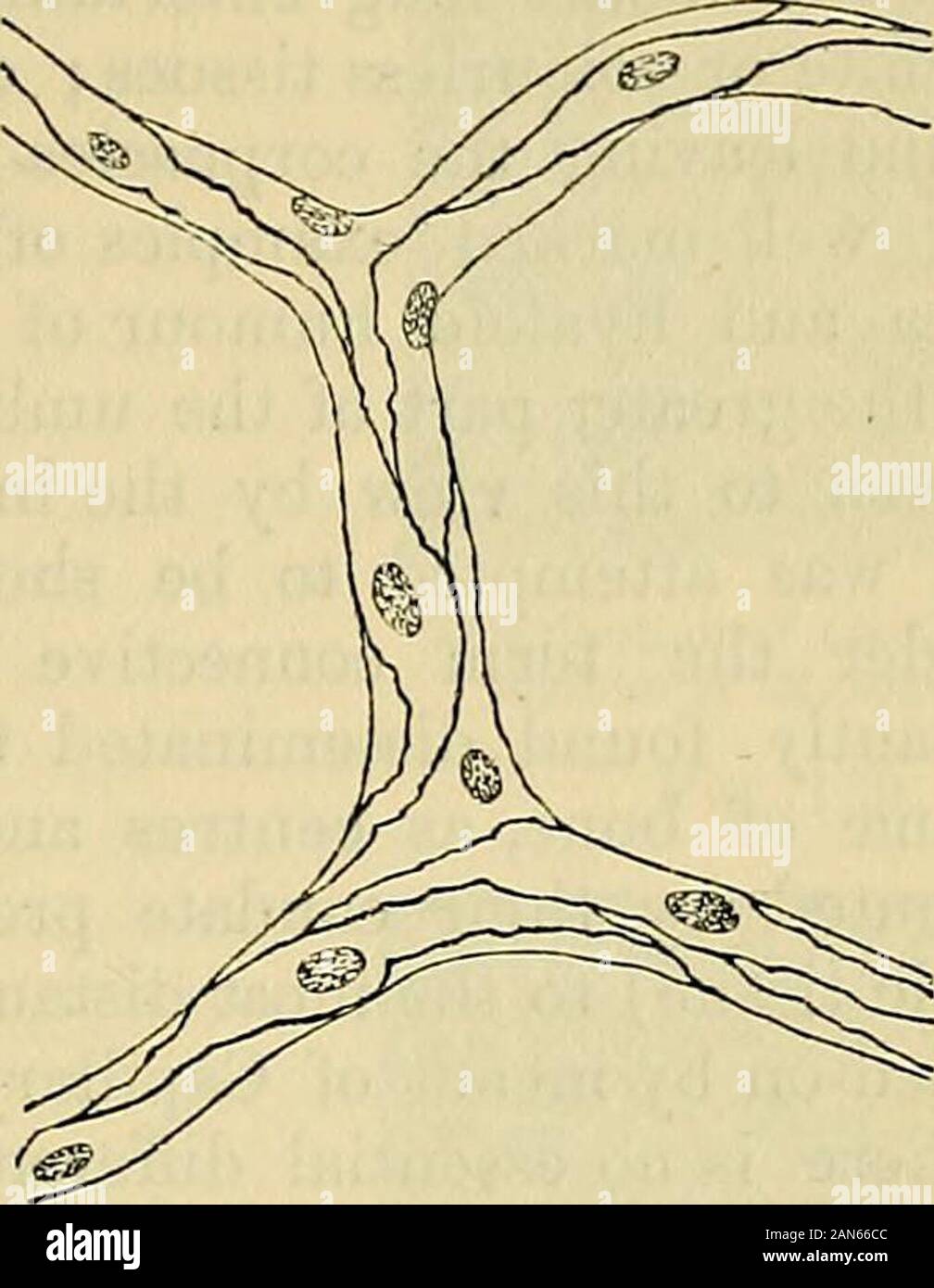 Capillary plexus hires stock photography and images Alamy