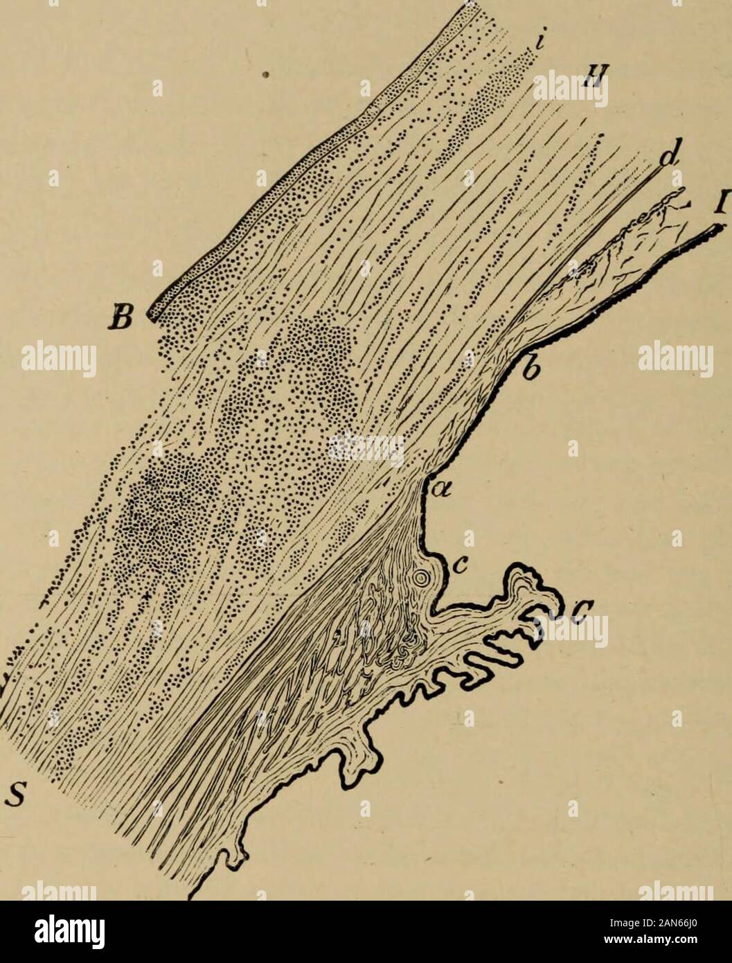 Text-book of ophthalmology . e exophthalmus and limitation of the mobility of theeyeball. As the inflammation in the sclera abates the changes in the retina and theassociated disturbance of sight likewise disappear. 280. Morbid Anatomy.—Anatomical examinations up to the present time have been confined almost exclusively to cases of deep scleritis, since it is only in these cases— and but occasionally then—that enucleation of the eye is performed and thus material for the examination obtained. In such cases the sclera is permeated in its middle and 22 338 TEXT-BOOK OF OPHTHALMOLOGY deep layers Stock Photo