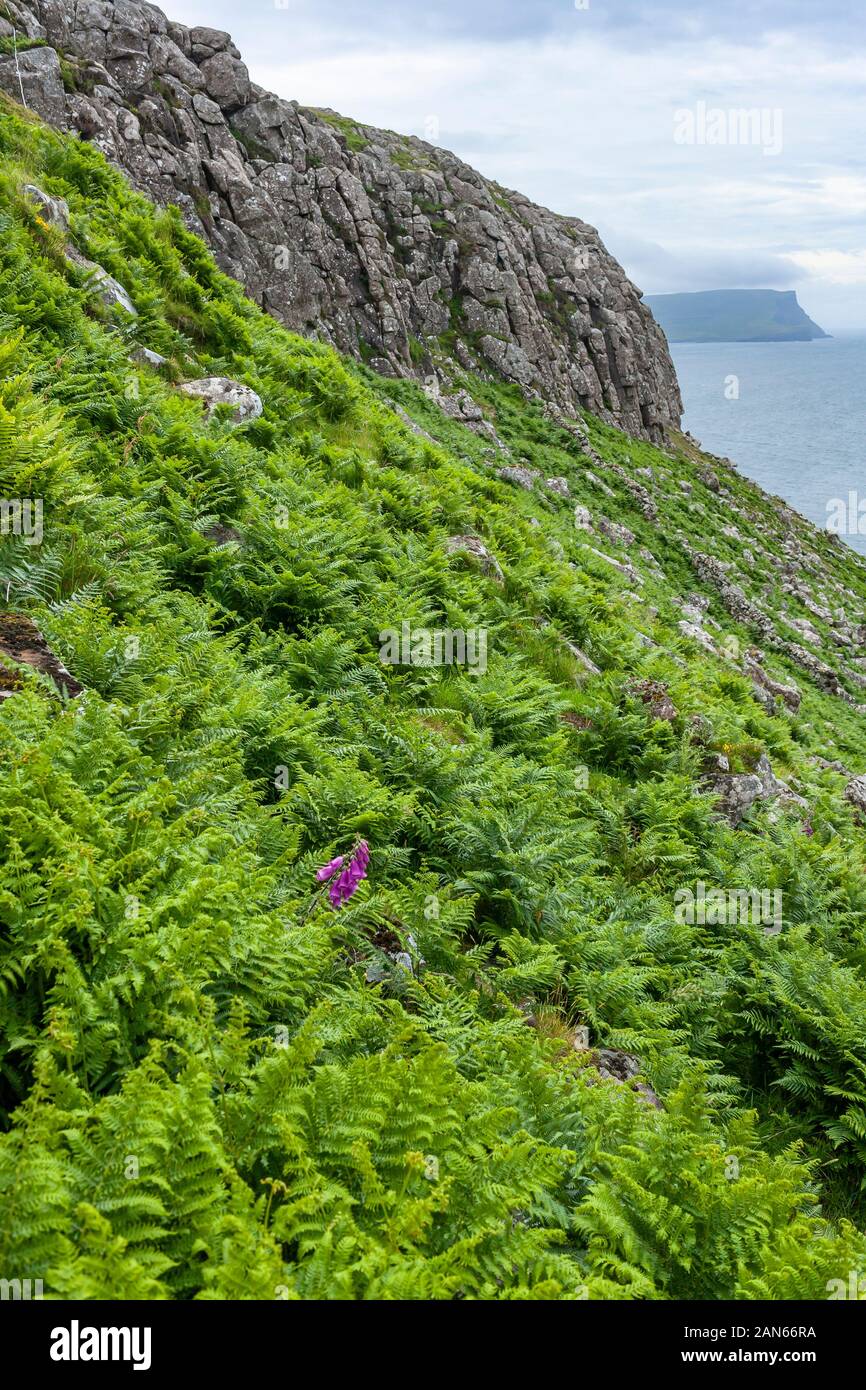 Neist Point Lighthouse, fields, cliffs, and sheep on the Isle of Skye Scotland. Stock Photo