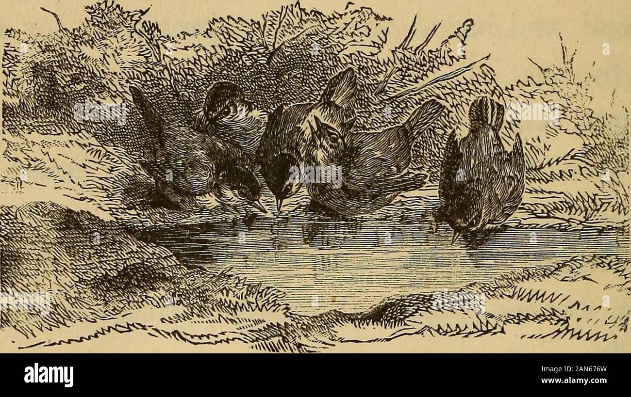 Four feet, wings, and fins . there between the fox and thewolf ? asked Frank. The greatest naturalists once classed the foxwith the wolf and dOg. But the most recent clas-sifications place Four feet, wings, and fins . there between the fox and thewolf ? asked Frank. The greatest naturalists once classed the foxwith the wolf and dOg. But the most recent clas-sifications place
