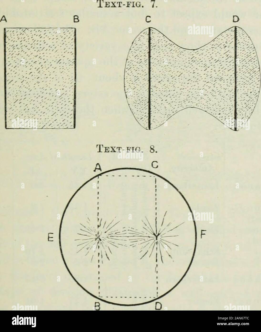 Quarterly journal of microscopical science . nce of a surface layer (Traubemembrane) which is automatically formed when protoplasmcomes into contact with water, and that the blastomeres failto fuse with each other just as oil-drops fail to fuse togetherif they are shaken in smaller drops in the presence of a soapor any similar substance which can form a condensation layerat the surface of the oil. The conclusion reached is that division of the cell is broughtabout by the elongation of one axis of the cell, and that thecleavage furrow results as an equilibrium between this processand the normal Stock Photo