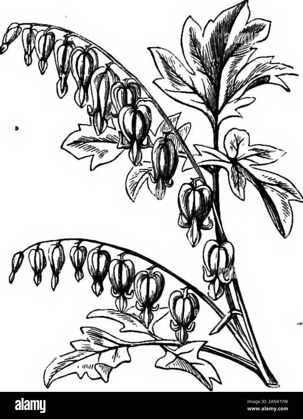 An illustrated encyclopædic medical dictionaryBeing a dictionary of the technical terms used by writers on medicine and the collateral sciences, in the Latin, English, French and German languages . DICENTRA CrCQLLARLA. [A, 327.] D. cucullaria. Dutchman^s-breeches ; a smooth, handsome plantwith a rhizome bearing triangular, small, scale-like tubers. [B, 19,34 (a, 24).]—D. eximia. A North American species growing onrocks. It has a scaly rhizome. [B, 34 (a, 24).]—D. formosa. A. DICENTEA SPECTABILIS. [A, 327.] stemless species with rose-colored flowers ; often cultivated in theUnited States. [B, 1 Stock Photo