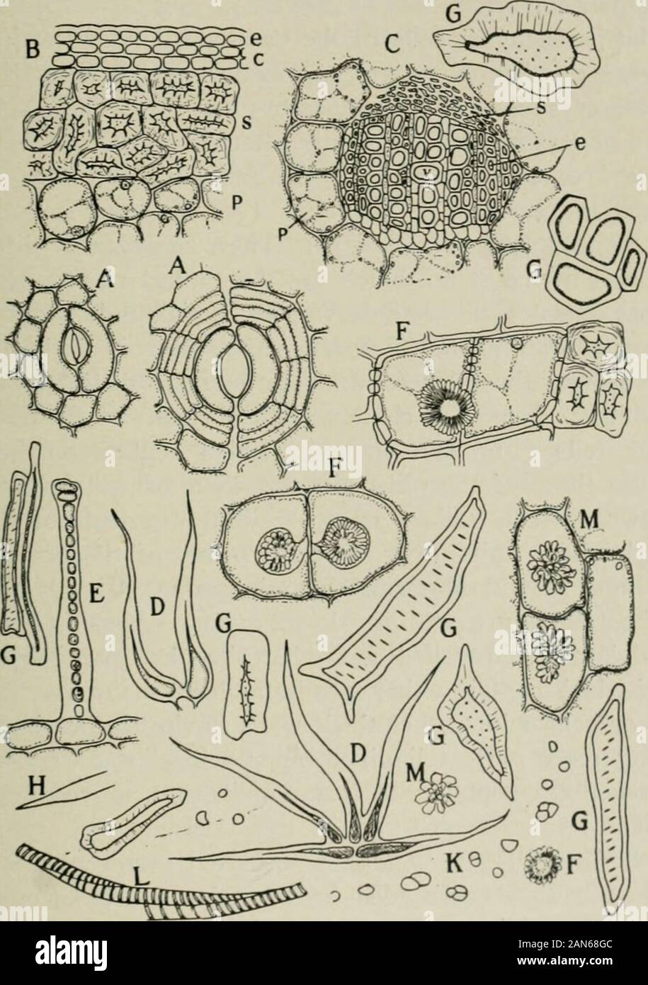 Aciculate American journal of pharmacy . s of calcium oxalatewhich vary in ...