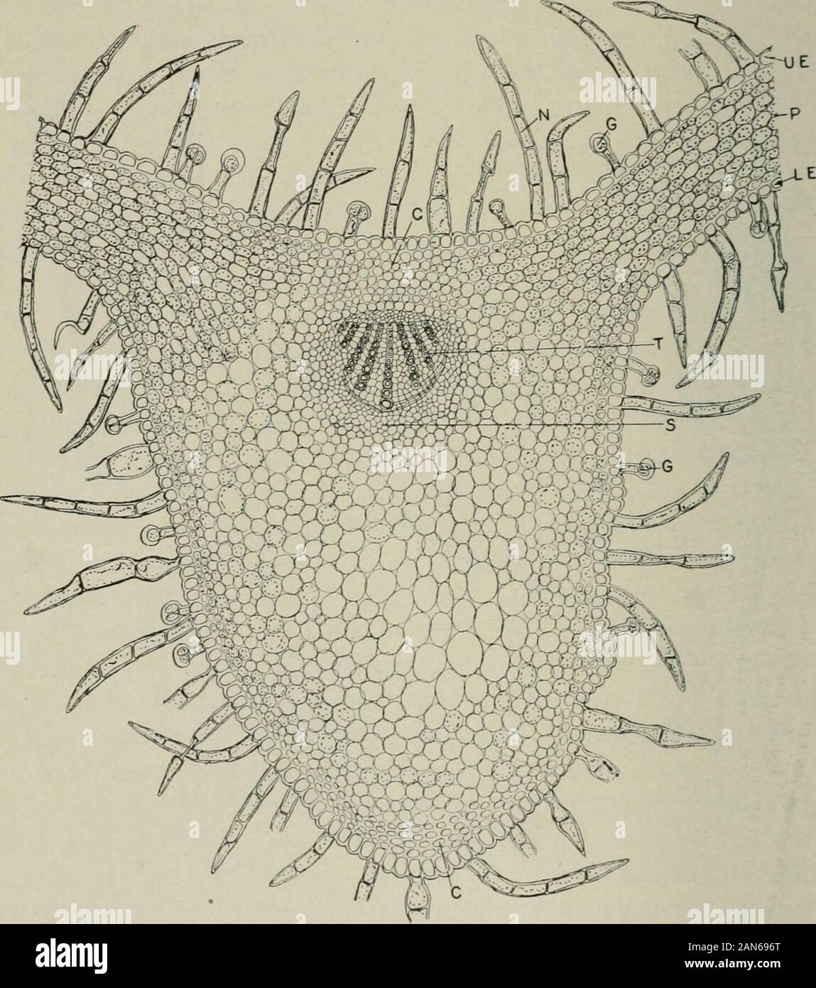 Non glandular hair hires stock photography and images Alamy