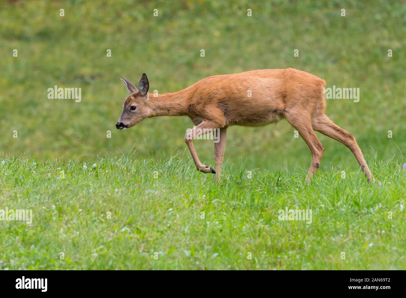 Young roe deer hi-res stock photography and images - Alamy