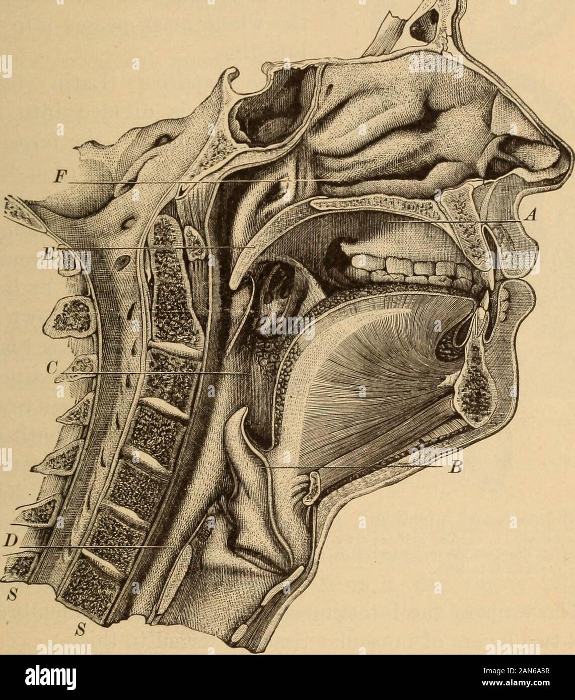 Anatomy, physiology and hygiene for high schools . uscular tube which ...