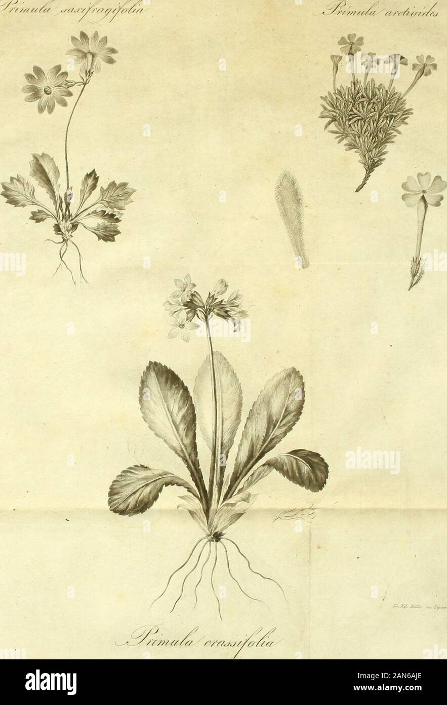 Monographia generis primvlarvmCum tabulis aeneis IX . I /?r&mit/a /////////,/./. /,W,/Y INDEX SPECIERU M. Primula acaulis. Jacq. — algicla. Adam. — Allionii. Loiseleur* — altaica. — amoena. Bieeerst.»— arctioides. — auricula. Linn. — auricula. VilL. — auriculatat LaM. — Balbisii. — calycanlha. Retz^ — carniolica. Jacq. — ciliata. Sciibank:. — Columnac. Tenore. — Cortusoules. Linn. — crassifolia. — crenata. Lam. &gt;— clavurica. Spheng. — dentijiora. AndkeW. — egalliccen?i-s. — elatior. Jacq. — exaliata. ?—» farinosa. Linn. — fuimarchica. JacQ. No. V. XXIX. XXXVIII. XXI. IX. XLII. X. XIV. XVI. Stock Photo