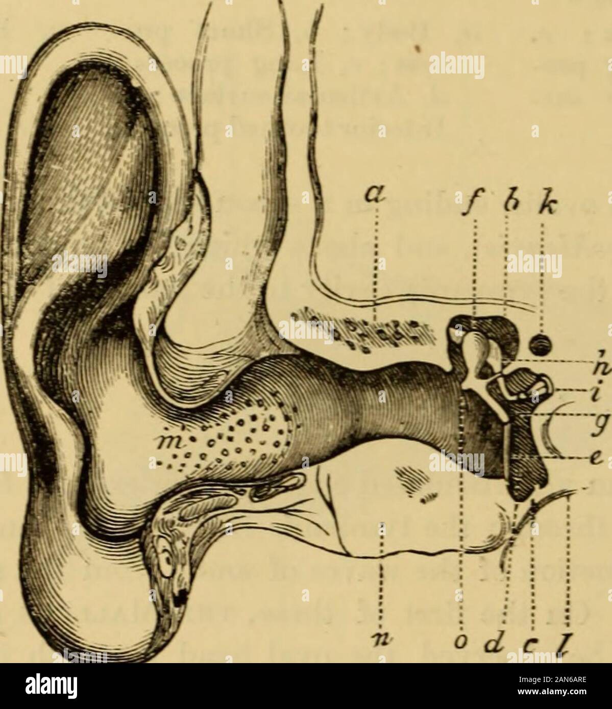 A text-book of the diseases of the ear and adjacent organs . nvex towards the vestibulum, and cor-responds in size to the fenestra ovalis. According to the variation in size ofthe fenestra, the length of the foot-plate varies from 3-35 mm., its breadth 28 OSSICULA. 1*5-2 mm. The average weight, as given by Eitelberg. of the hammer is0,023. the incus 0.25. and the stapes 0,002. The longitudinal axis of the malleus is not straight, the head being bent tothe handle at an obtuse angle. The neck of the malleus extends on theinside to the broad rhomboidal surface of the handle. On the external sur-t Stock Photo