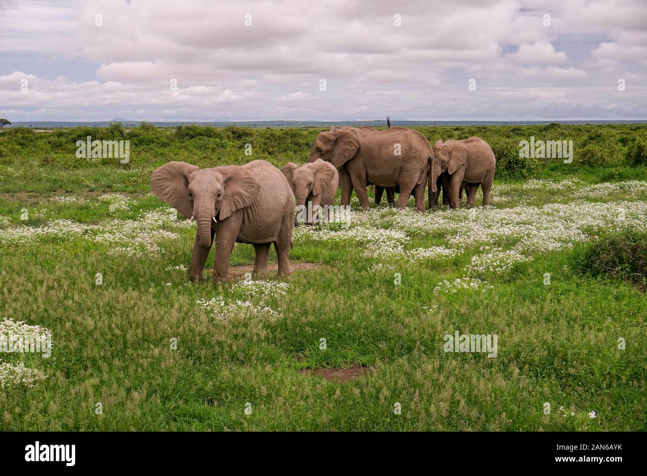 elephants-in-the-amboseli-national-park-in-kenya-stock-photo-alamy