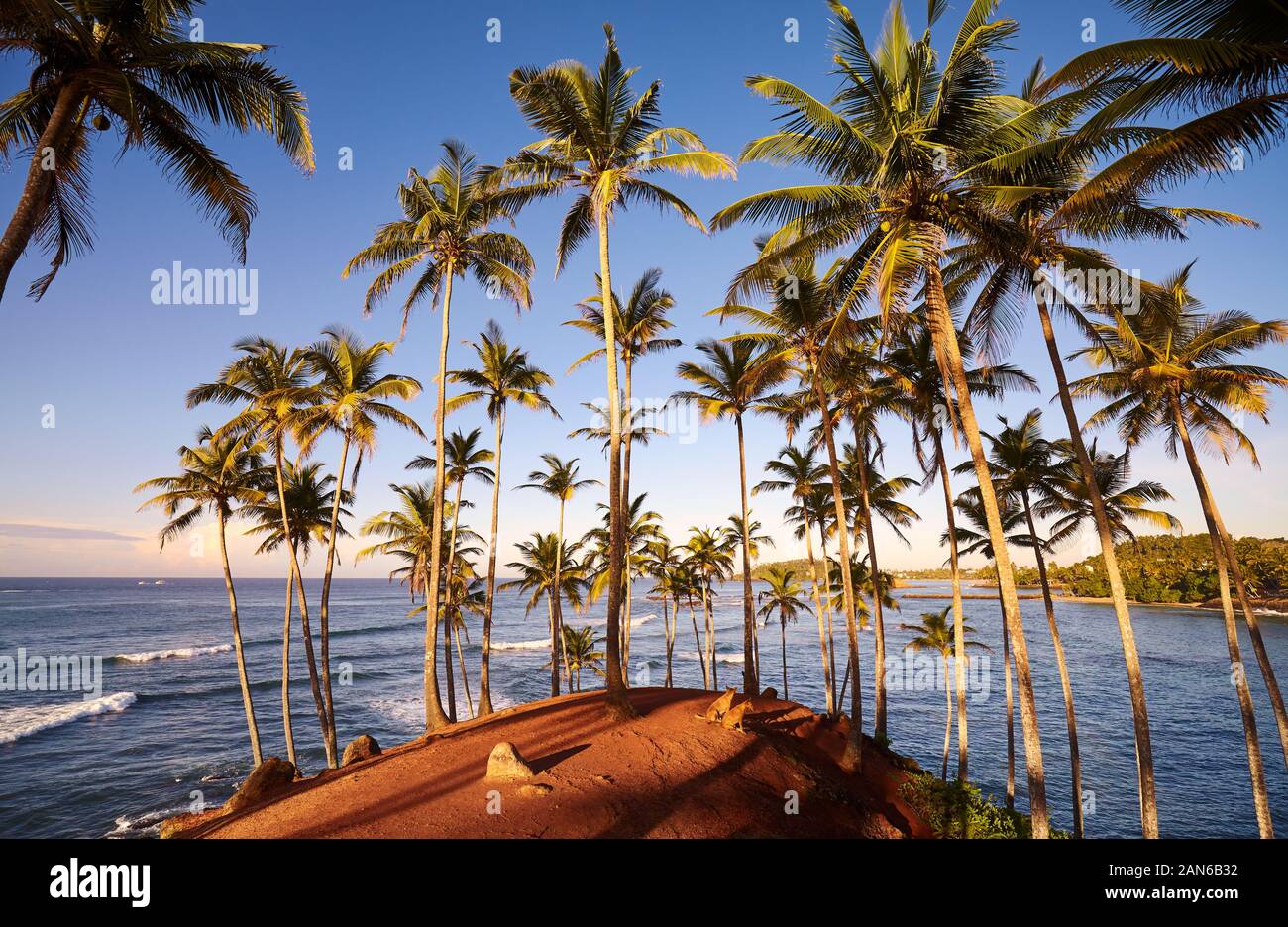 Coconut palm trees on a tropical island at sunrise, Sri Lanka. Stock Photo