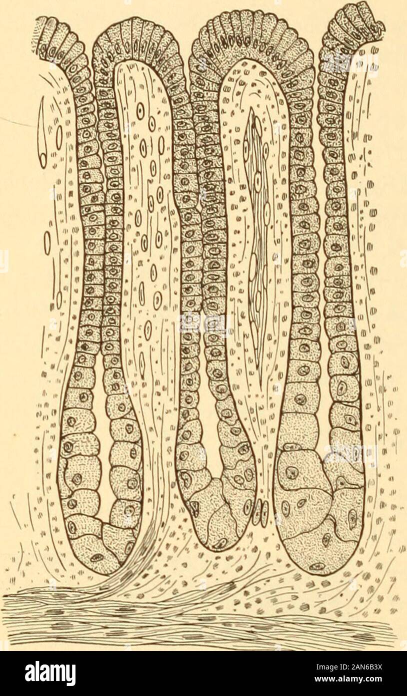 Anatomy, physiology and hygiene for high schools . ucous membrane of the canal, as the gas-tric glands, or formseparate isolated struc-tures, as the liver. In structure, a glandconsists of a collectionof epithehal cells builtup in connective tissuearound a well or duct.The simplest gland ismerely a blind tube linedwith secreting cells. Itlooks like a well, thecells lying about the walllike the stones in the wallof a well. Many glandsconsist of clusters ofthese short blind tubesbranching out fromone another, all builtup by connective tissueinto a separate struc-ture with nerves andblood vessels Stock Photo