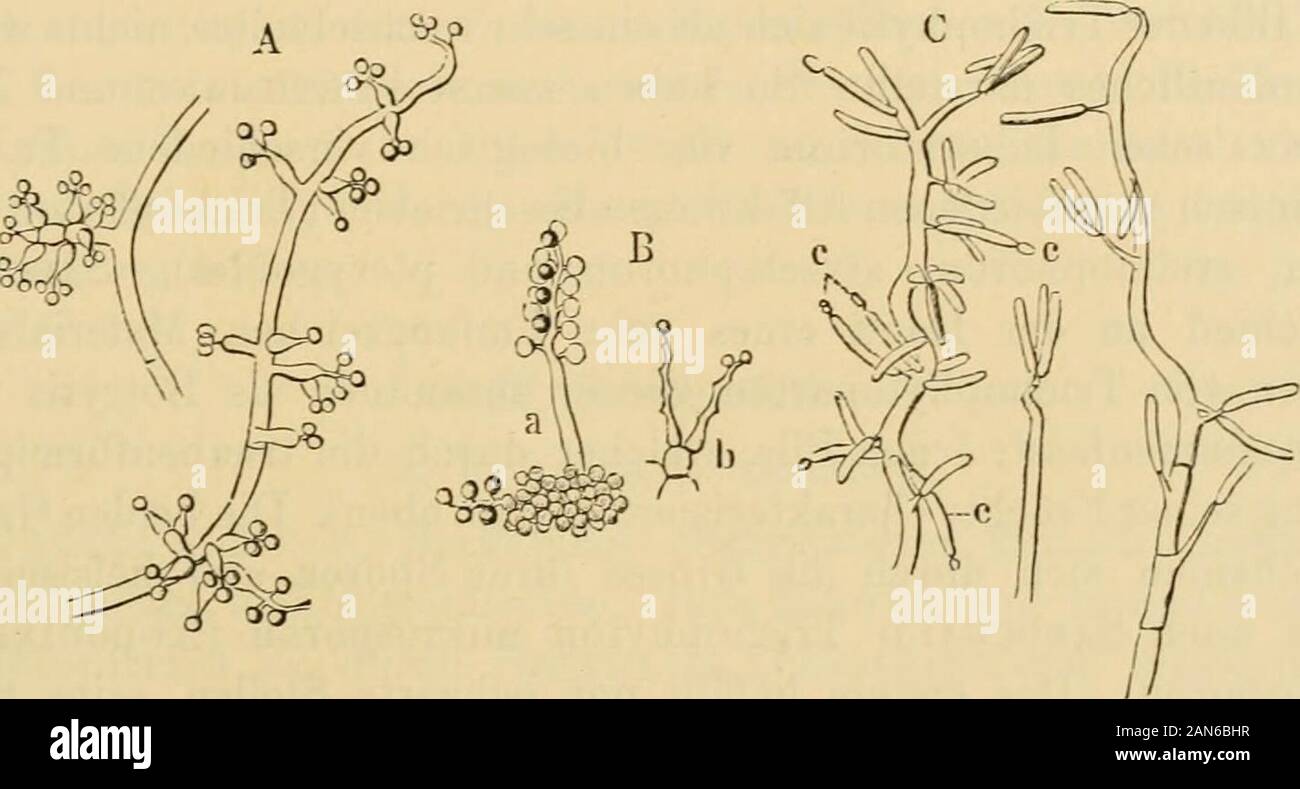 Die besonderer berücksichtigung der ätiologie der