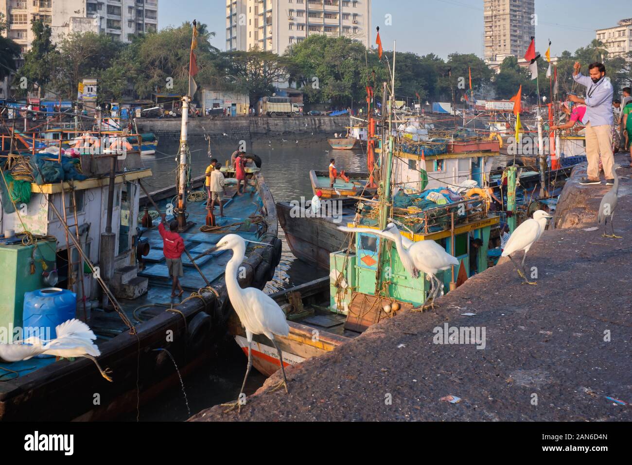 Herons at Sassoon Docks, in Colaba area, Mumbai, India, scanning