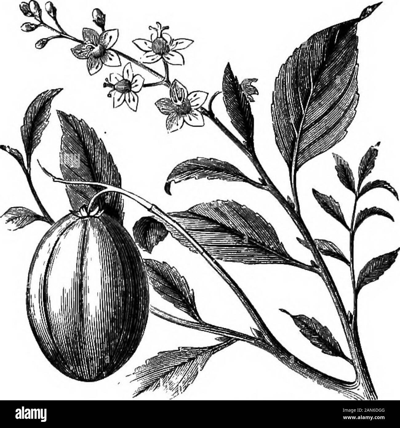 An illustrated encyclopædic medical dictionaryBeing a dictionary of the technical terms used by writers on medicine and the collateral sciences, in the Latin, English, French and German languages . the quina blancaof the Mexicans. [B, 18, 173, 180 (a, 24).] See Copalchi-BARK.—C.Kottleri. The Toumesolia plicata. [B, 121 (a, 24).]—C. saluta-ris [Cas.]. A plant of which the juice possesses sudorific qualities.[L, 49 (a, 31).]—C*sainen (Ger.). The seeds of C. tiglium.C. san-guiferus, C. sanguifluus [Kunth and Humboldt]. Sp.,izquahuiil^drbol de sangre [Sp. Ph.]. A species found in Mexico and Colom Stock Photo