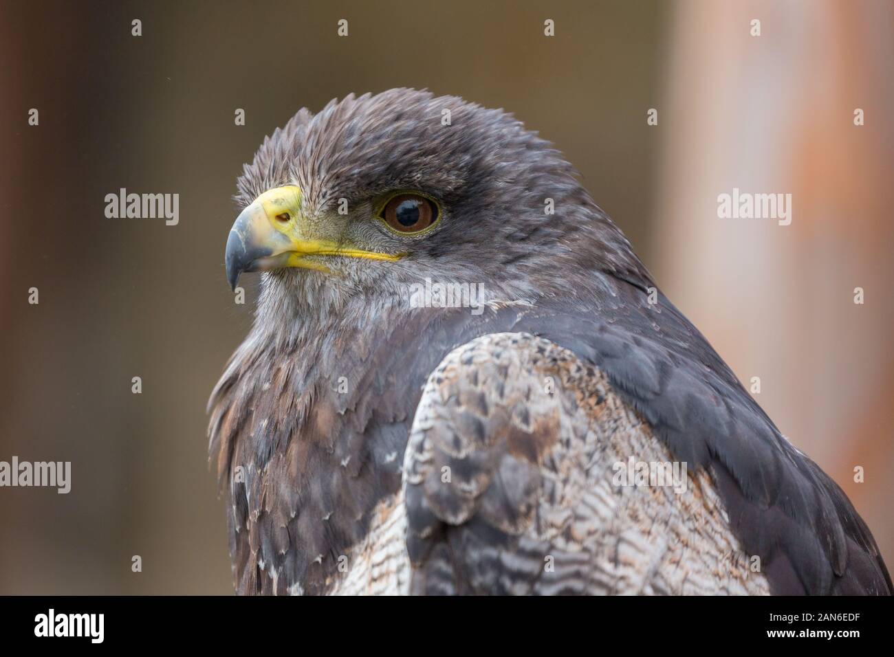 Side view on head of Aguja or black-chested buzzard-eagle (latin name Geranoaetus melanoleucus). Wth detailed view on eye and feathers around. Stock Photo