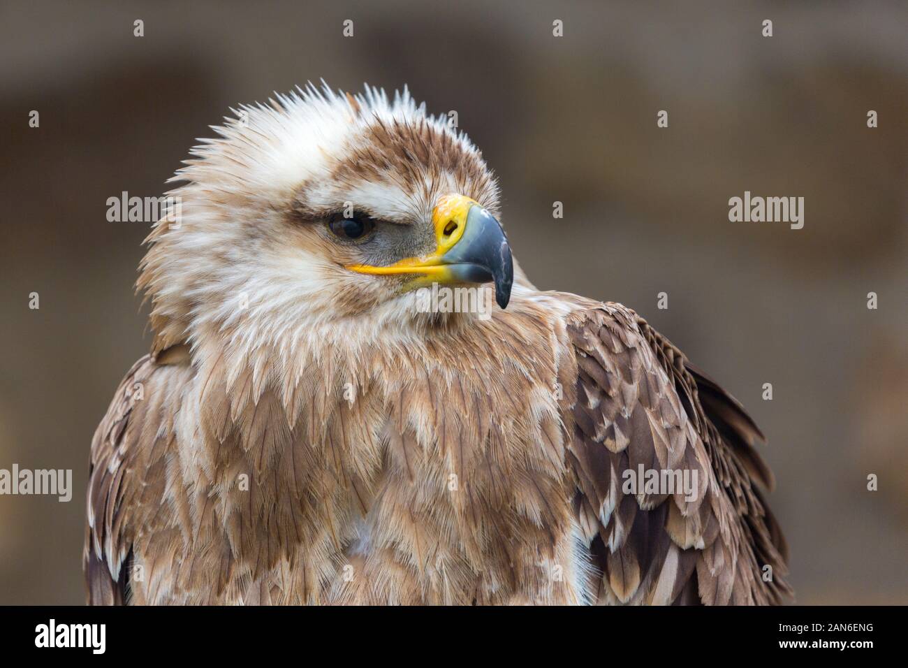 Profile of an Eastern Imperial Eagle (aquila heliaca) looking to the right. Portrait with details of eyes, yellow / black beak, feathers. Stock Photo