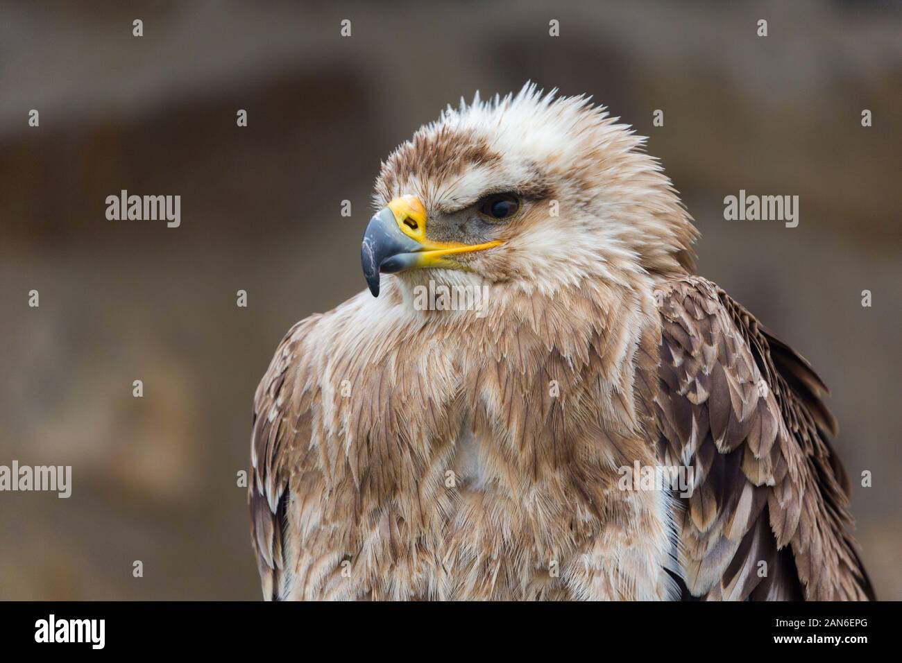 Profile of an aquila heliaca - better known as Eastern Imperial Eagle. Portrait of bird of prey with head facing to the left. Eye, beak, feathers. Stock Photo