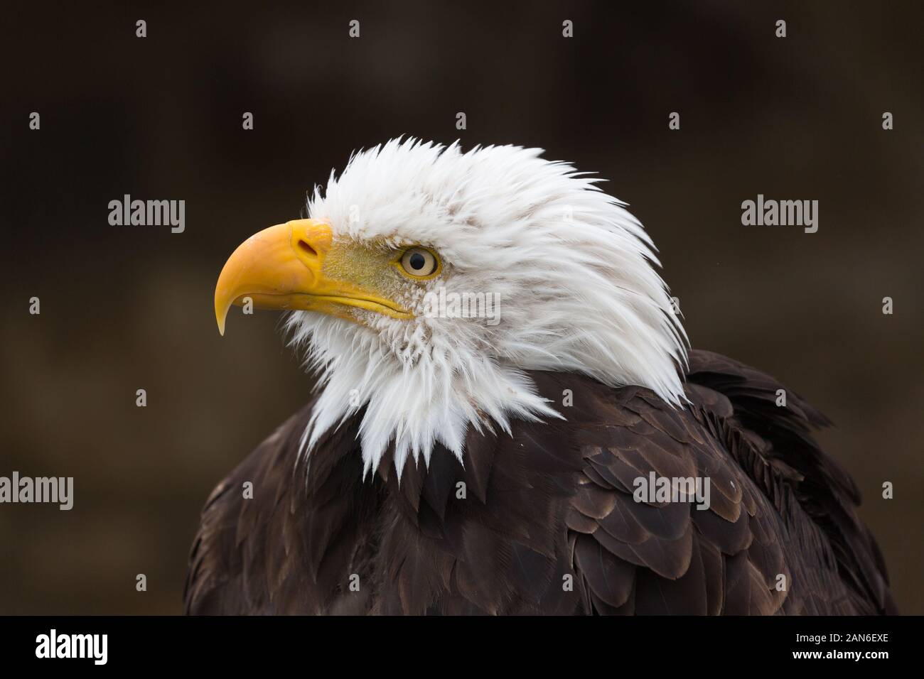 Profile of head of a bald eagle looking to the left. Neutral backround. Portrait of a majestic animal. National Symbol of the USA. Stock Photo
