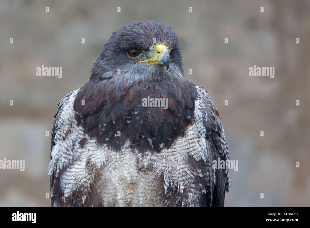 Front view / portrait of an Aguja (Geranoaetus melanoleucus). Also black-chested buzzard-eagle. Blue-white-brown feathers, brown eyes. Stock Photo