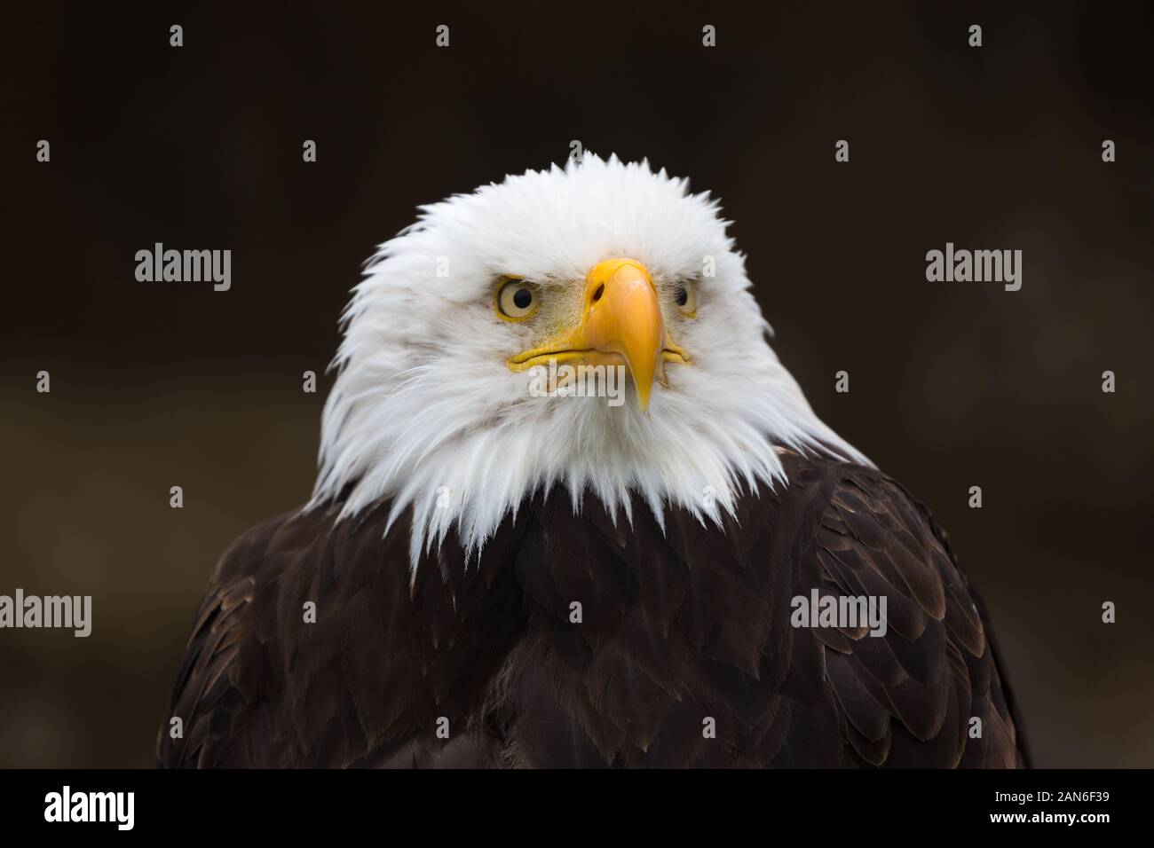 Front portrait of a bald eagle (haliaeetus leucocephalus, Seeadler), looking into the distance. Neutral, black background. National Symbol of the USA. Stock Photo