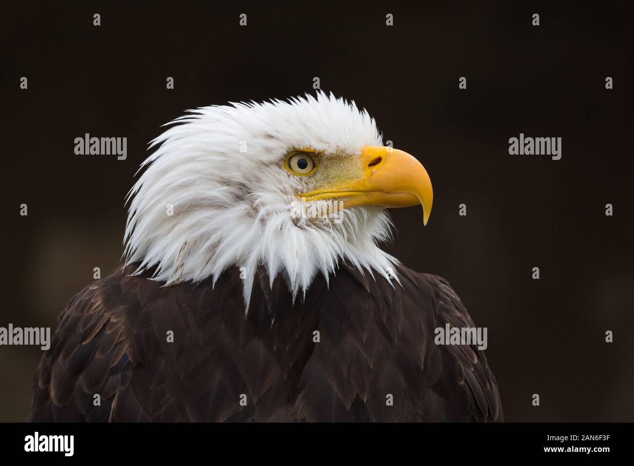 Close-up / profile of bald eagle. Portrait with head facing to the right. Detailed view on beak, eye, feathers. National Symbol of the USA. Stock Photo