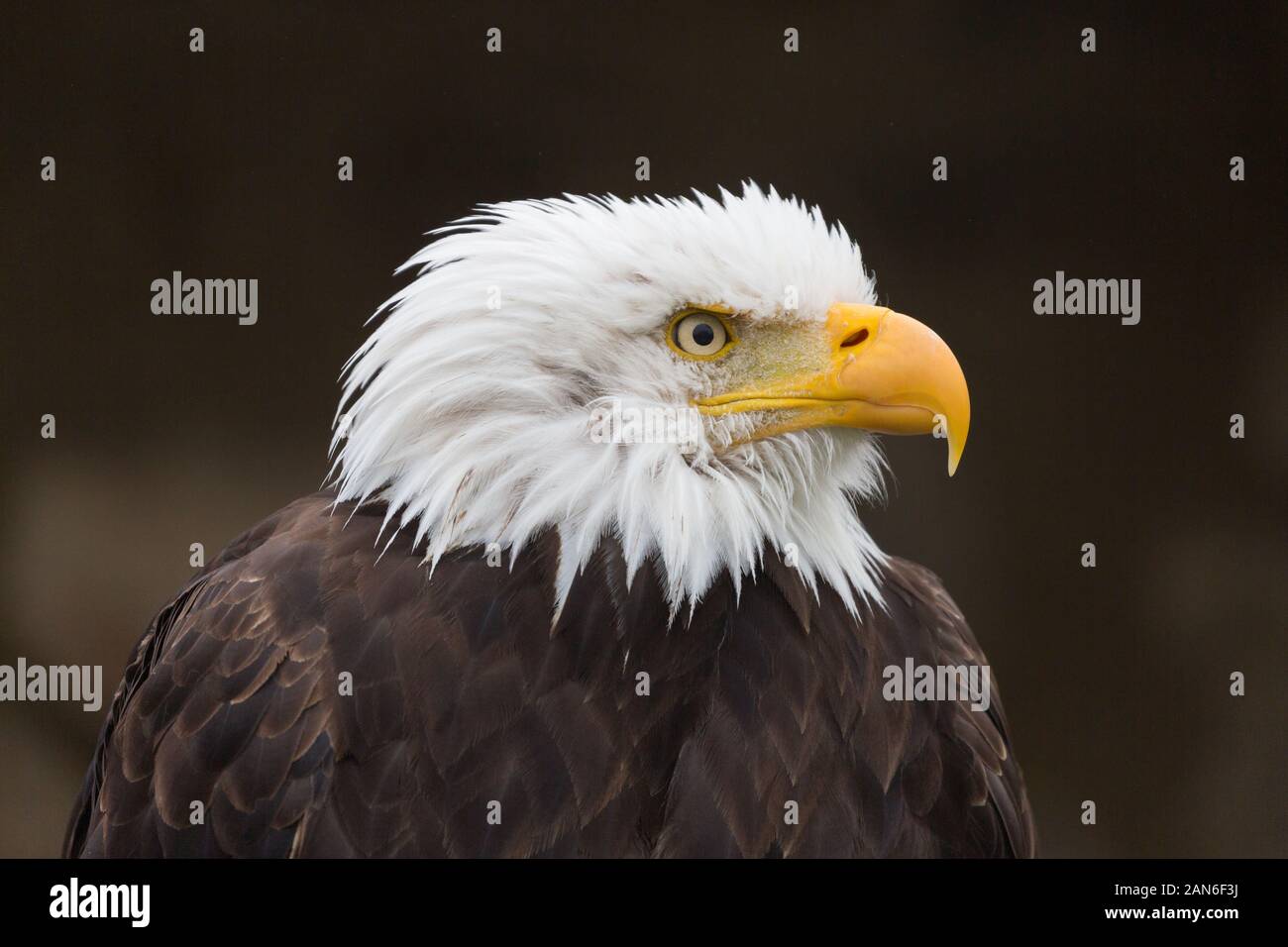 Portrait of bald eagle (haliaeetus leucocephalus). Close-up of white head with orange beak. Facing to the right. National symbol of the USA. Stock Photo
