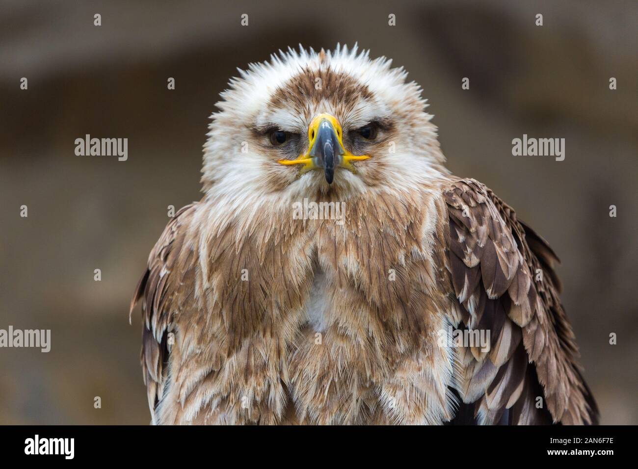 Eastern imperial eagle looking into the camera. Latin name: aquila heliaca. Isolated portrait with upper part of the body and details of head. Stock Photo