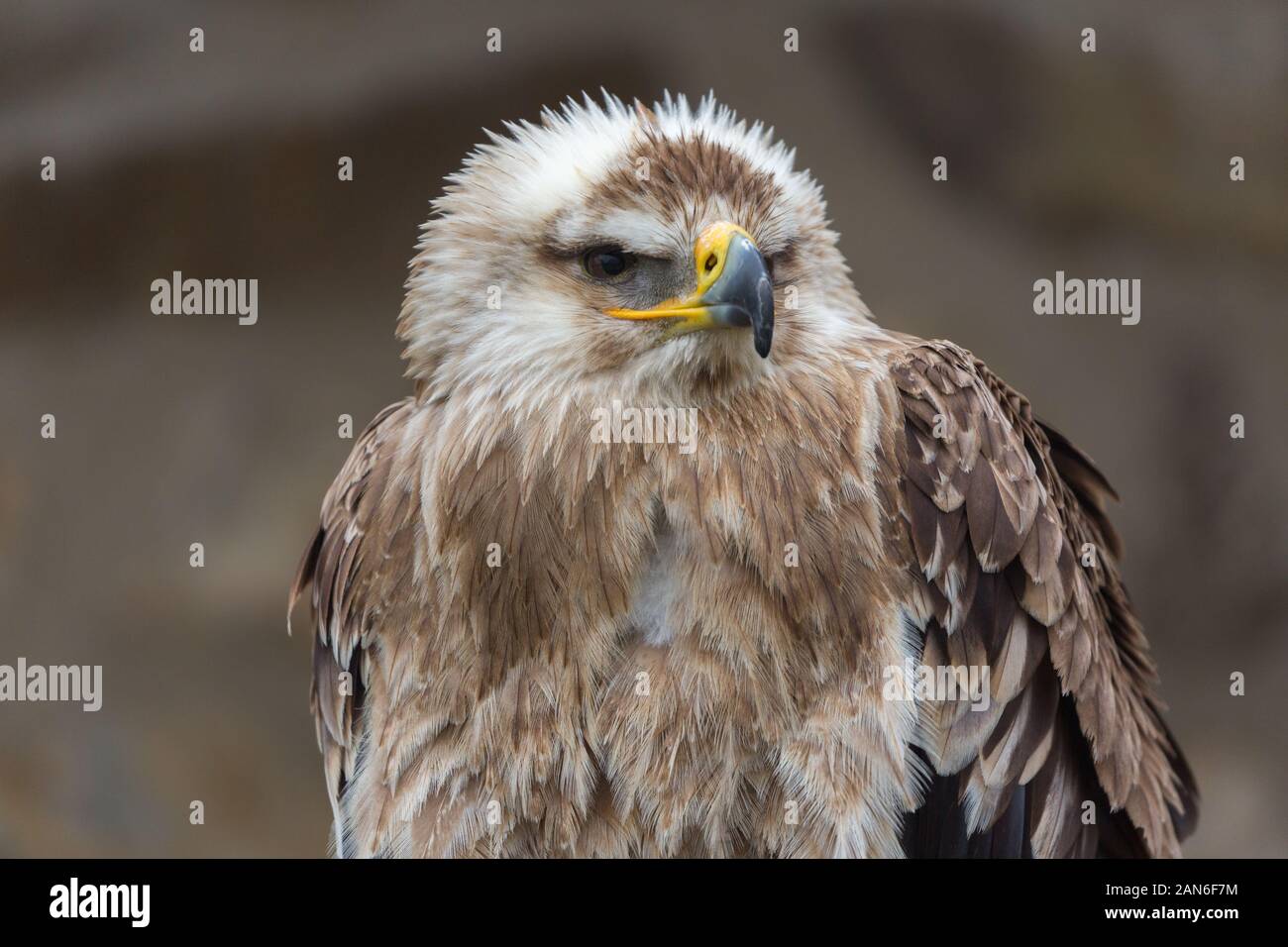 Close-up view on Eastern Imperial Eagle turning its head to the right. Latin name: aquila heliaca. White and brown feathers. Detailed view on head. Stock Photo