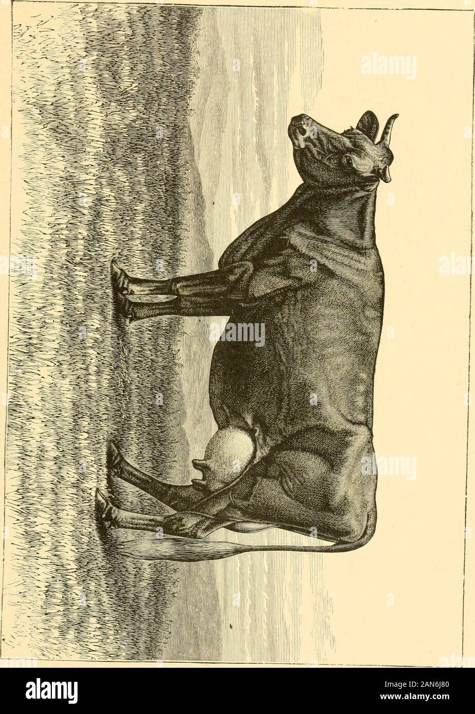 The breeds of live stock, and the principles of heredity .. . Henry Gest, of Cincinnati, O., wasappointed by the Jersey Cattle Club to supervise the test in all itsdetails, and his official report was published in the Breeders Gazetteof March 19, 1885, page 428, giving the exact weight of milk andof butter produced for each day of the test, together with a detailedstatement of the food consumed. The total yield of milk during thisperiod of seven days was 299^ lbs., the highest yield per day being443/2 lbs. and the lowest 40 lbs., the average during the test being1 lb. of butter to 6.4 lbs. of Stock Photo