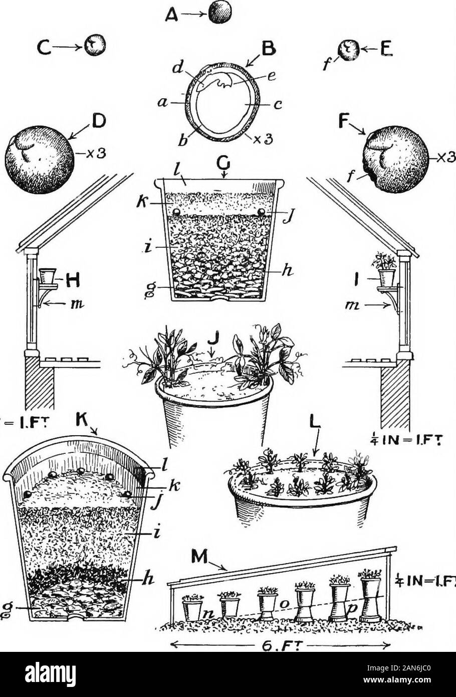 Sweet Peas And How To Grow Them Fied C Light Coloured Seed Perfect D The Seed C Magnified E Unsound Seed Diseased Spot F The Seed E Mnynified G Section