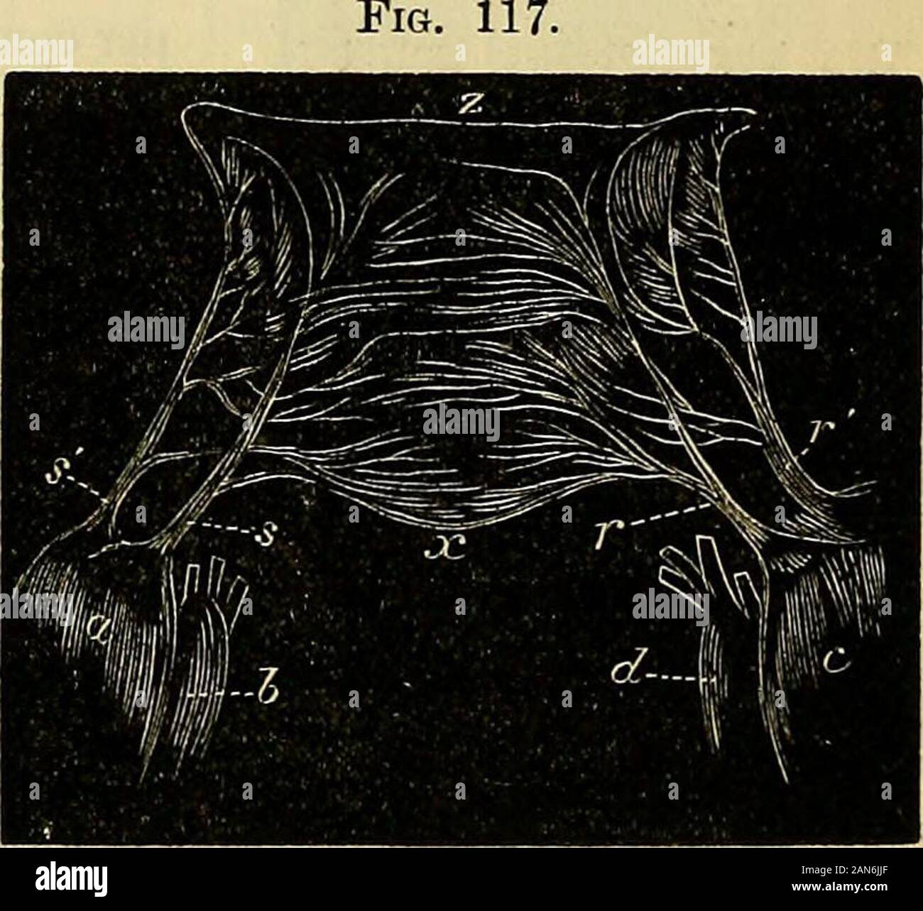 Anatomy, descriptive and applied. Anatomy. 556 THE VASCULAR