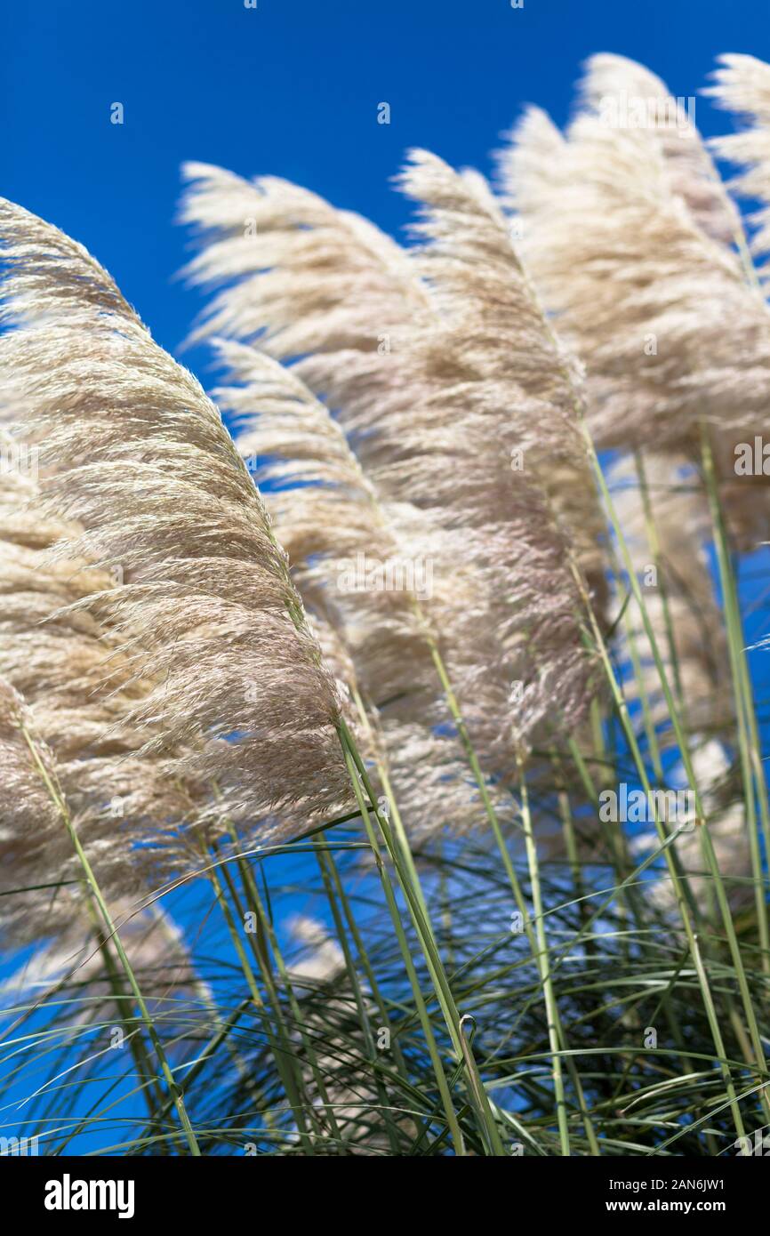 Pampas grass feathery flower heads Stock Photo Alamy