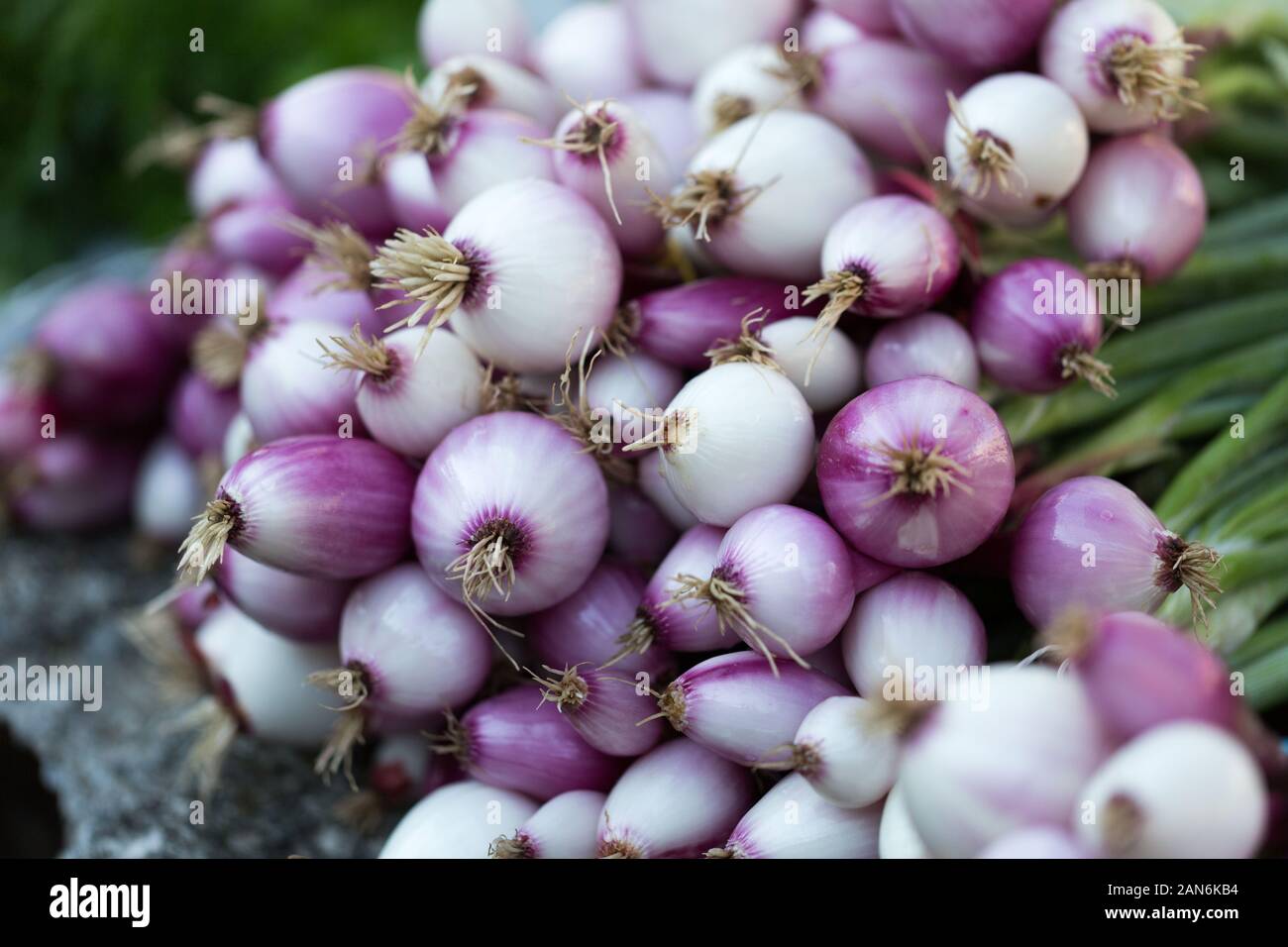 Close up view on a bunch of white onions. Fresh for sale at a farmers market. Healthy raw vegetable. Ingredient of many different meals. Stock Photo