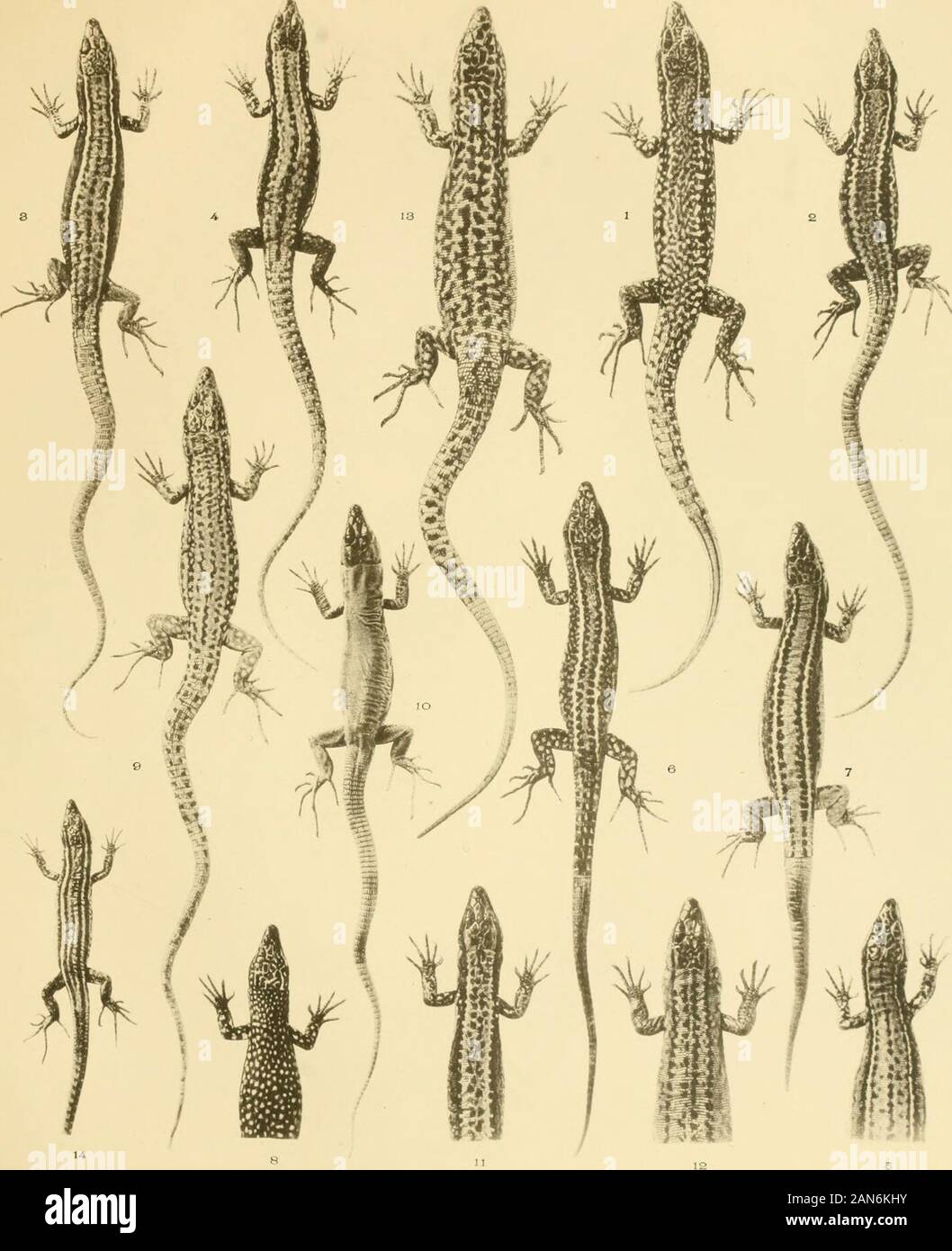 A contribution to our knowledge of the varieties of the wall-lizard (Lacerta muralis) in Western Europe and North Africa . &lt;E &lt;hKUO &lt;J PLATE XXIV. 3 k2 426 VARIETIES OF LACEETA MURALIS IN W. EUROPE AND N, AFRICA. PLATE XXIV. Lacerta miiralis. Fig. 1. F.ti/pica, d . Fontainebleau (Lataste Coll.) (p. 356). Natural size. 2. „ „ Dinant, Belgium (p. 356). 3. „ ?. „ „ (p. 355). 4. „ ., Domodossola, Piedmont (p. 355). 5. ,, ,, High Pyrenees (Lataste Coll.) (p. 358). 6. Var. bocagei Seoane, 6 . Galicia ,, (p. 362). 7. „ ., ?. „ „ (p. 362). 8. ,, „ 6. SerradeGerez,Portugal (p. 362). 9. Var. li Stock Photo