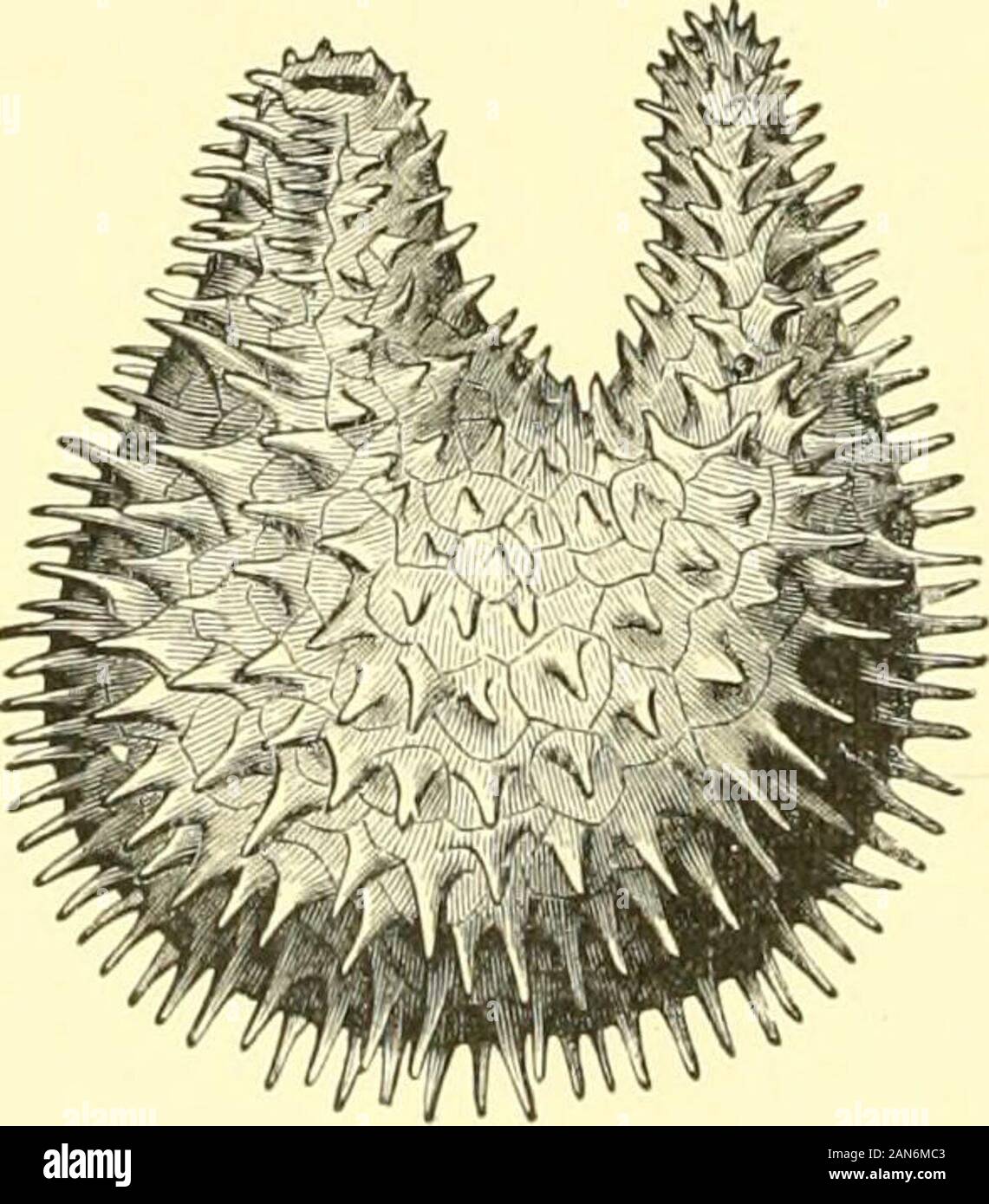 The royal natural history . oderms, it will be remembered, a canal passes from this ring andopens to the exterior by a madreporite; and in a few holothurians of primitivestructure this is similarly the case. But in Cucumaria, as in most, the connectionwith the exterior is lost, and the canal, with its madreporite, hangs down into thebody-cavity. In Cucumaria the tentacles are used like a net to intercept floatingorganisms in the surrounding water. Many holothurians swallow a great deal ofsand, and the intestines of those that live near coral-reefs generally containfragments of coral. They usua Stock Photo