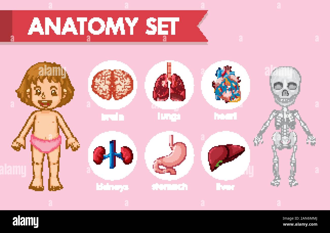 Scientific medical illustration of human anatomy set illustration Stock ...
