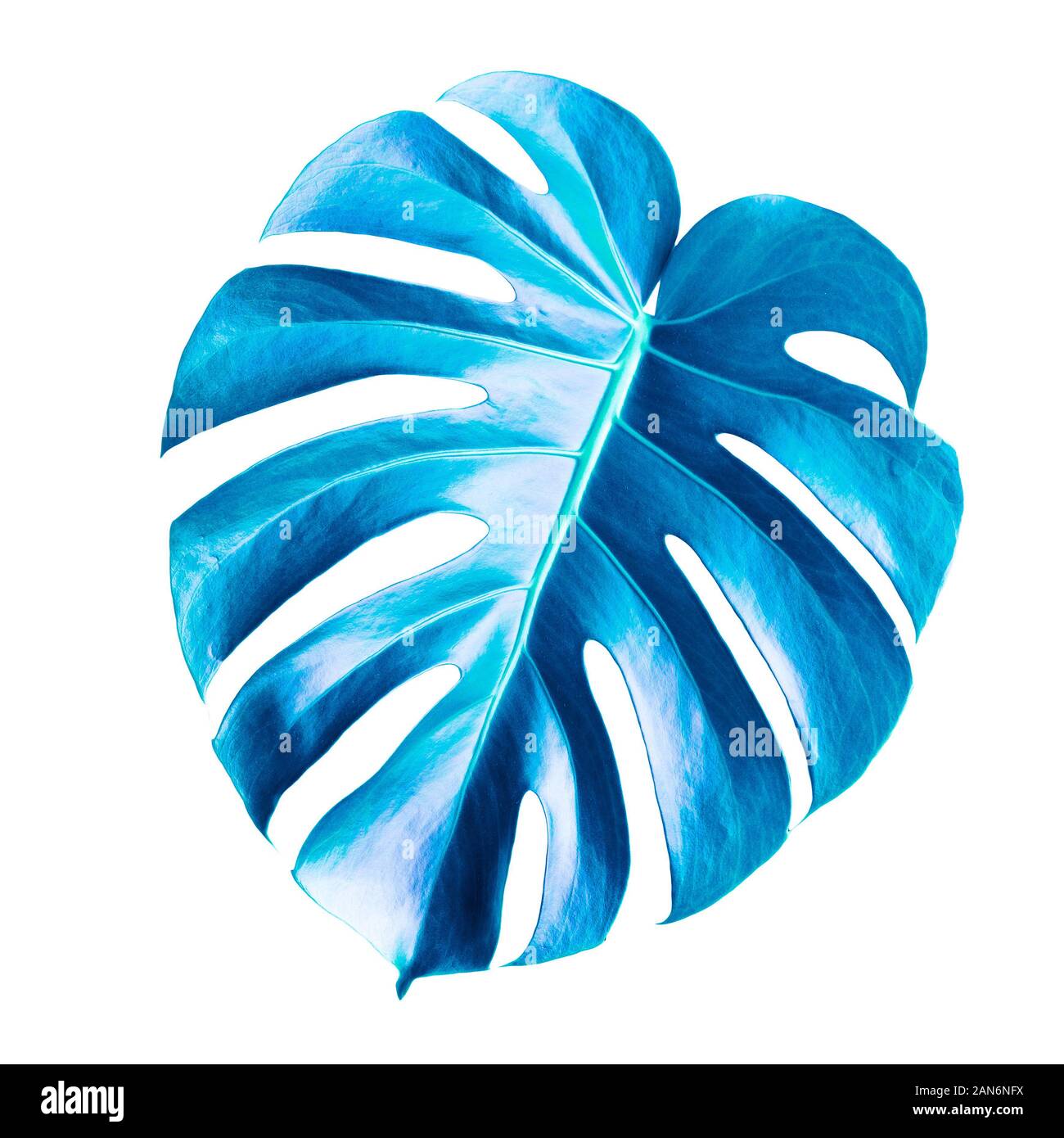 Classic blue leaf of Philodendron (Monstera deliciosa) isolated on white background Stock Photo