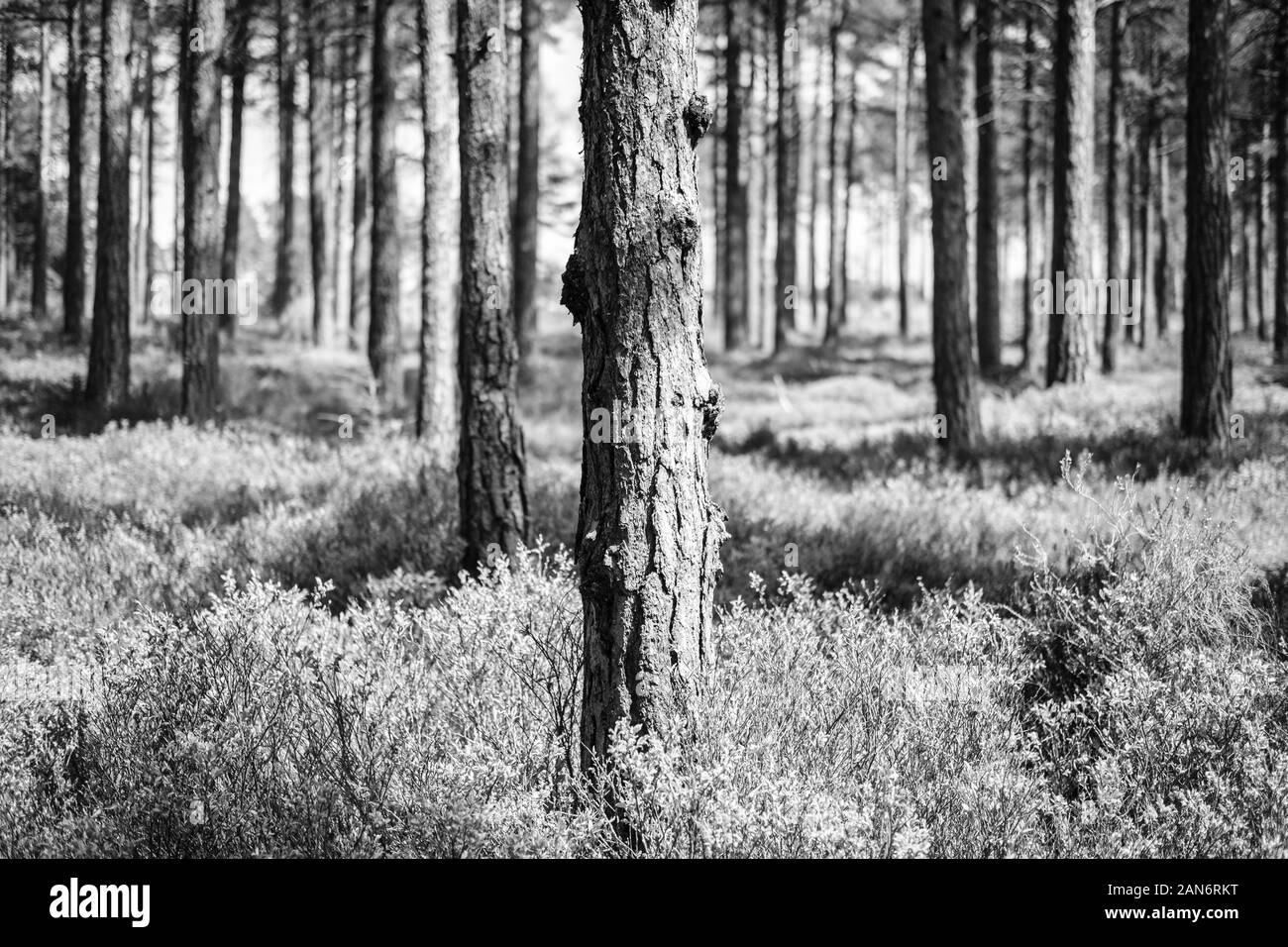 Pinewood tree Black and White Stock Photos & Images Alamy