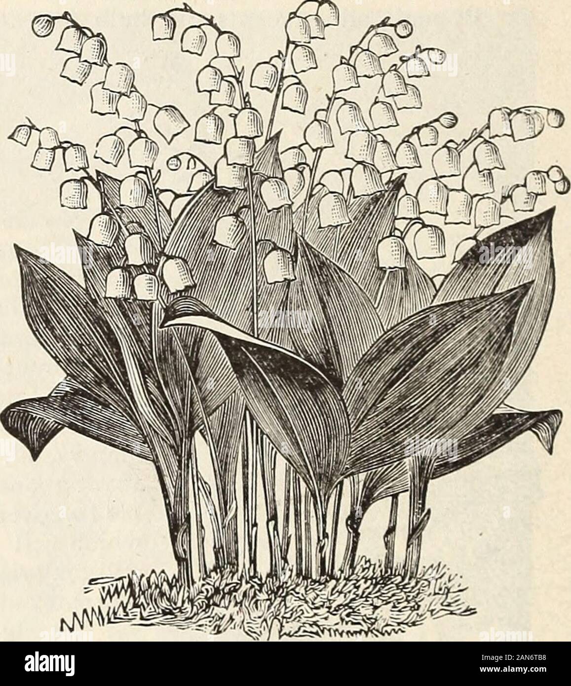 Autumn catalogue 1894 : bulbs . id, with clear buff flowers spotted with  black; 3 feet Late blooming Lilies are received in October or November. By  mail, postage paid, at price of