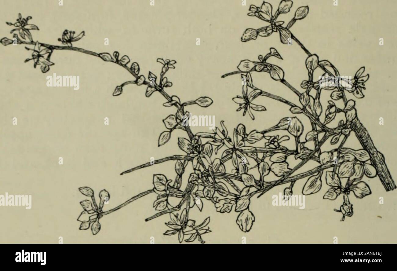Trees and shrubs, hardy in the British isles . 2 to 5 ins. long, i to 7. ins. wide ; upper surface dark green, lower one glaucous,both with flattened hairs ; veins in about five pairs ; stalk  to i in. long.Flowers dull white, small, in cymes i to 2 ins. across. Fruit white, globose, in. across. Native of N. America, reaching across the continent. It is allied to theAsiatic C. alba, but is distinguished by the longer - pointed leaves andstoloniferous habit. V^ar, FLAViRAMEA, SpatJi.—Bark of young shoots yellow, and effective inwinter. Sent out by Spath in 1899. COROKIA COTONEASTER, Ra07d. C Stock Photo