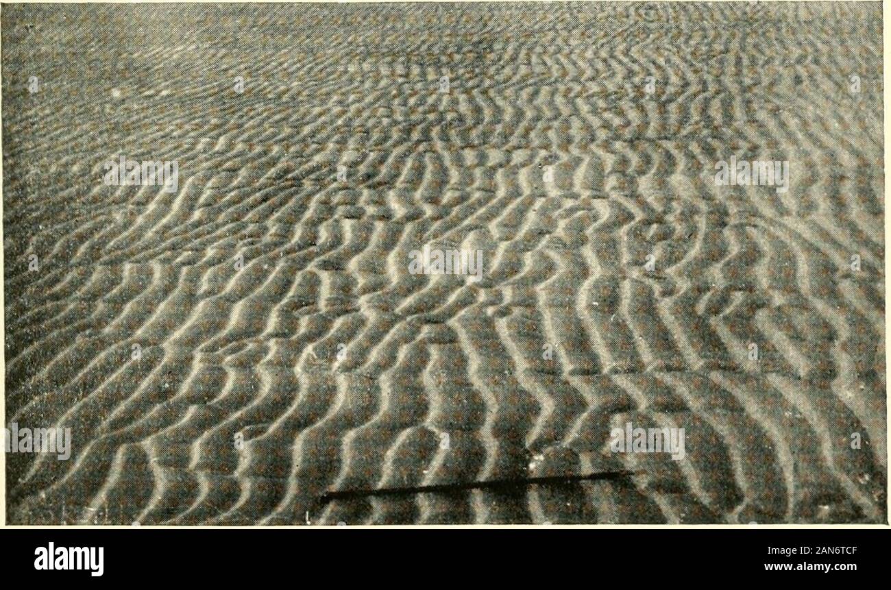 Waves of sand and snow and the eddies which make them . Plate 53.—Symmetrical ripple-mark produced by waves of the sea ; at Montrose.. Plate 53.—Unsymmetrical ripple-mark produced by waves of the sea. 259 RIPPLE-MARK AND CURRENT-MARK 261 by the swell of the sea in pools off-shore or wherethe waves are not near the breaking-point. Bothare steeper than the sand-ripples formed by asimple current. I measured a series of eighty-sixconsecutive ripple-marks formed by waves on theflat shore of the Mawdach estuary in North Wales,and found that they had an average length of 1-99inches and height of 036 Stock Photo