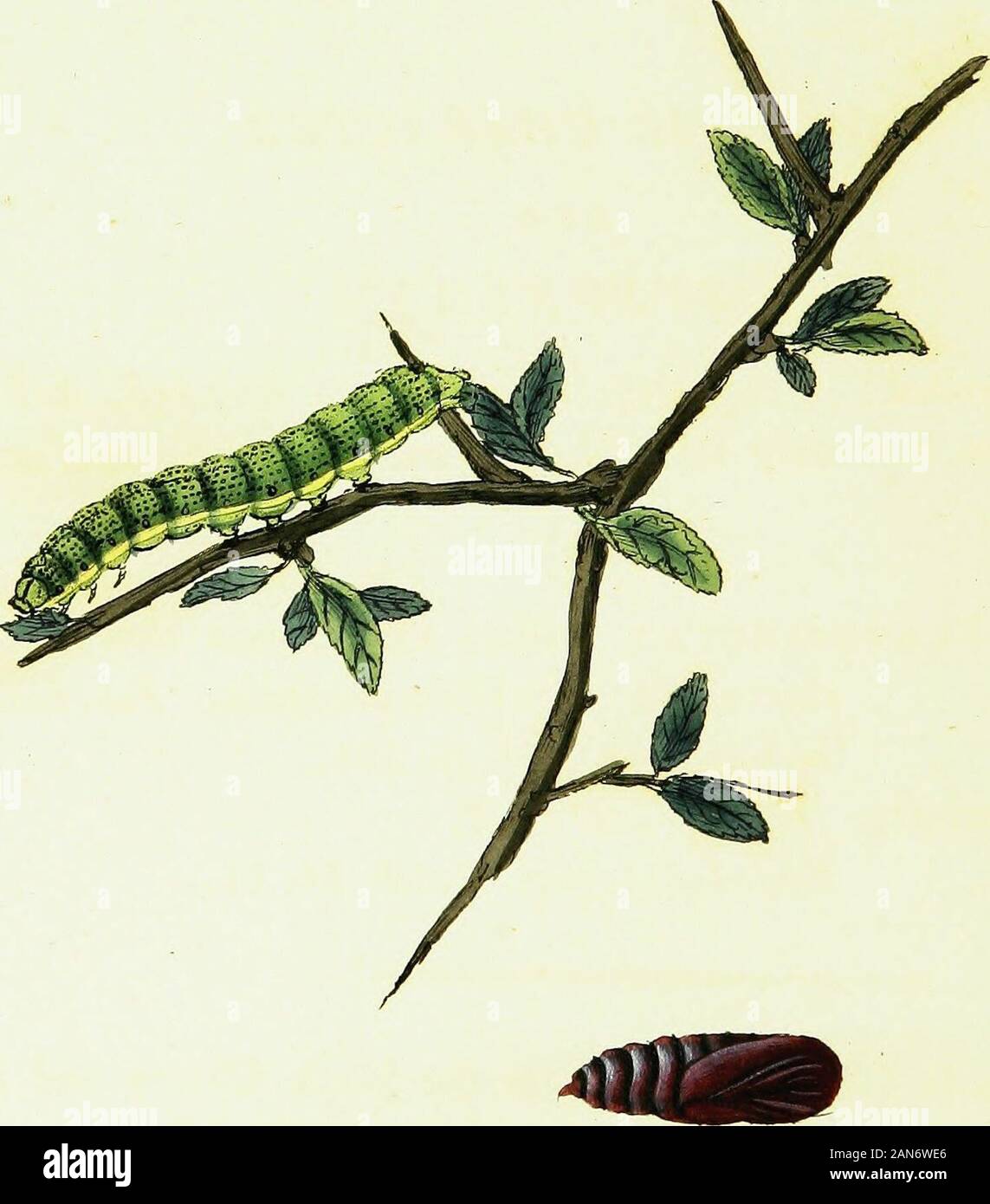 The natural history of British insects; explaining them in their ...