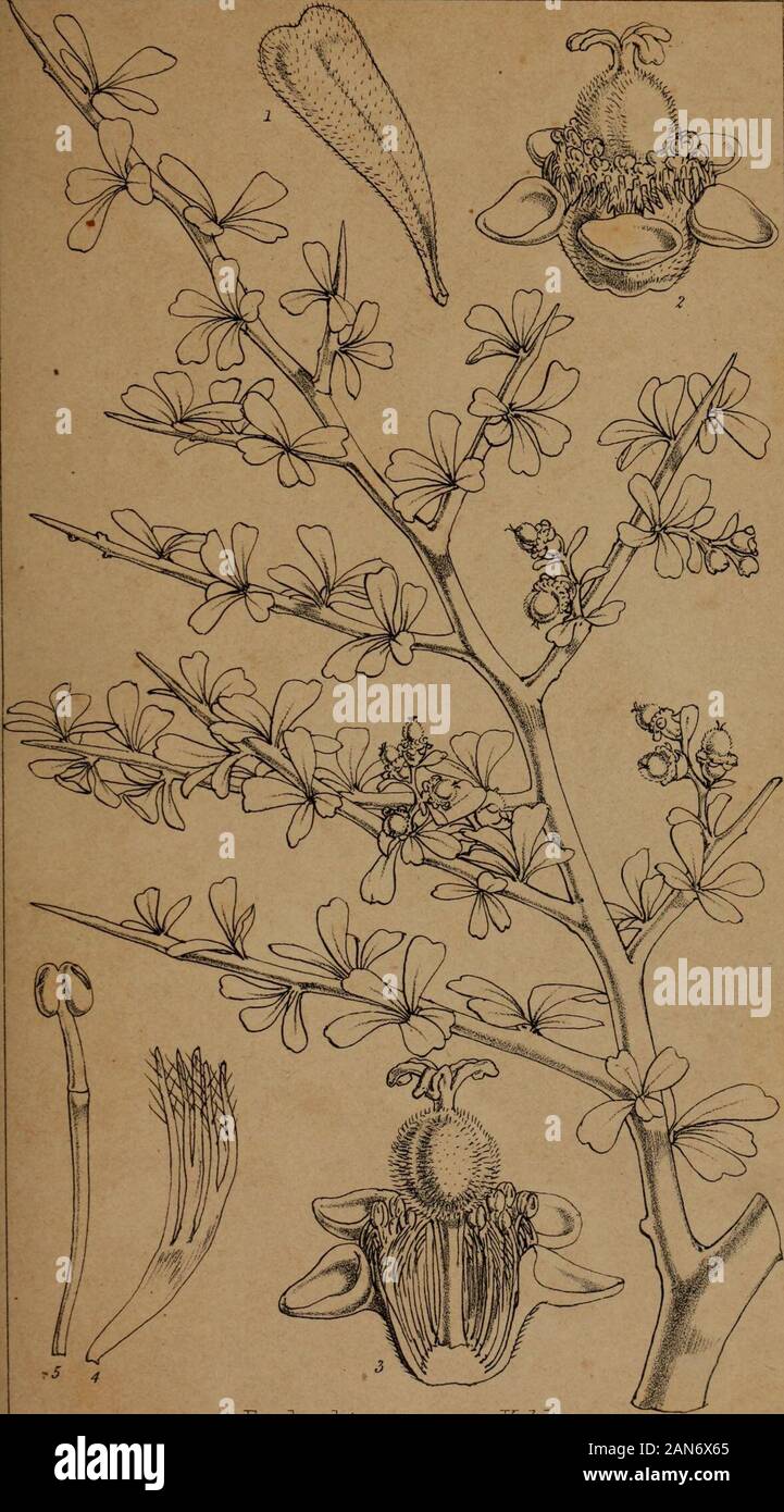 Florula adenensis : a systematic account, with descriptions, of the flowering plants hitherto found at Aden . Saltia papposa, Mog. fe.cera.Er ?? Joum.Iinn.Soc.3ot. Sup.Vol.V. ta.jy.1V. Euphorbia cuneata, YahL. W.fttck.AeletMi. ^Sncect Brooks,! Journ.lirin Soc.Bot. Sup. Vol.V. tatV. Stock Photo