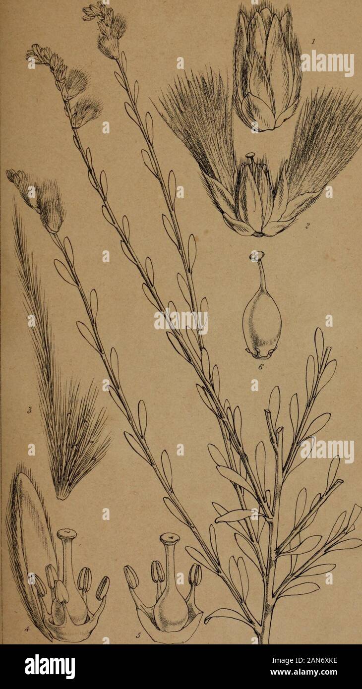 Florula adenensis : a systematic account, with descriptions, of the flowering plants hitherto found at Aden . ArElri.&lt;l*l«!i.liHi Kn«enf Rt^oVc Tr, m-T.Tim. Sc. Saltia papposa, Mog. fe.cera.Er ?? Joum.Iinn.Soc.3ot. Sup.Vol.V. ta.jy.1V Stock Photo
