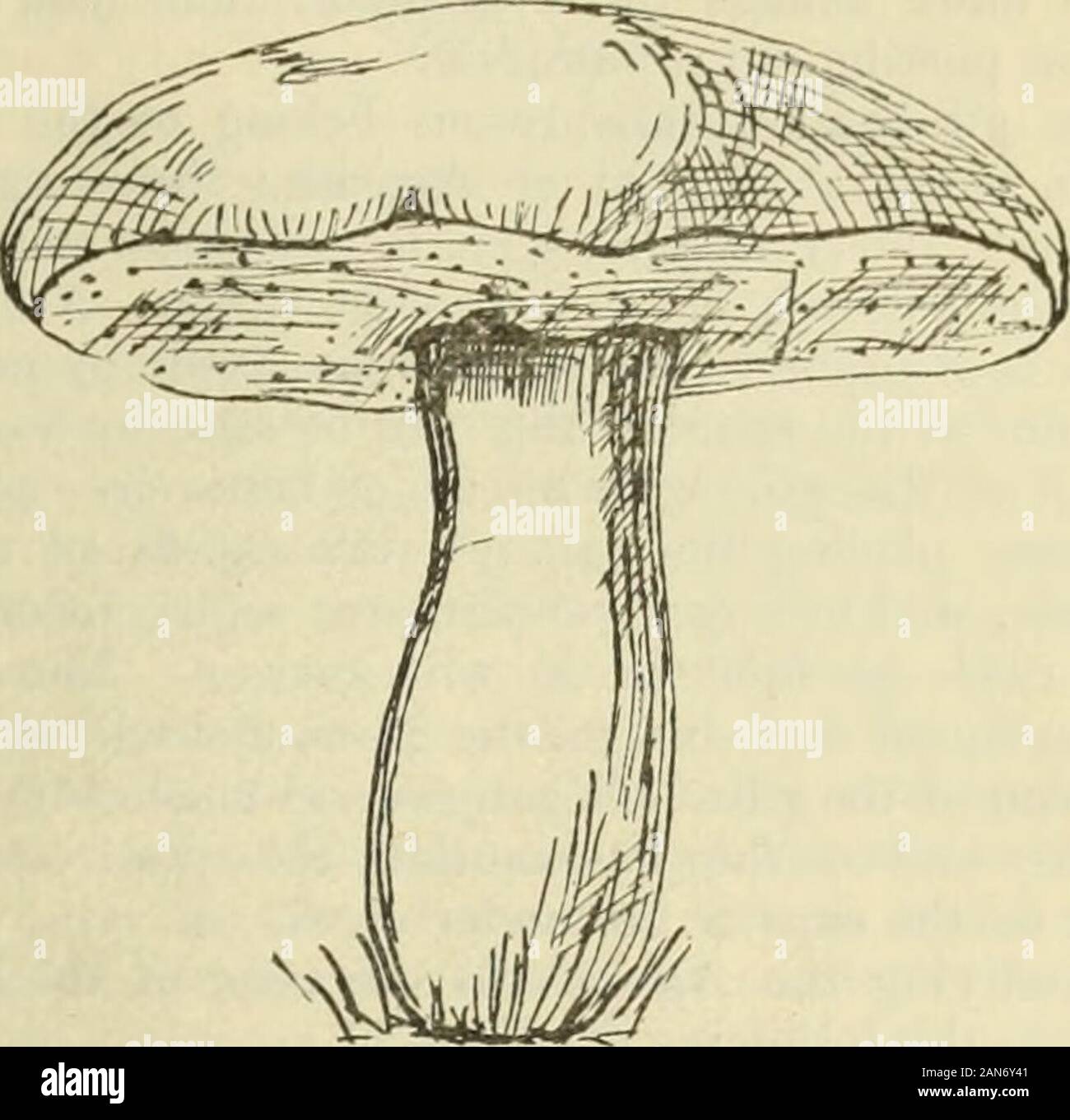 The Boston medical and surgical journal . Fig. i. There is no fungus with which this one is likely to beconfounded; once seen, it is always remembered andmay be gathered fearlessly. We next find a mushroom with a spongy look un-derneath ; this appearance is due to myriads of finetubes ; this satisfies us it is a Boletus (Fig. 5), a fam-ily which contains no members which are fatallypoisonous. Vittadini says this is not strictly thecase, though many species hitherto reputed unwhole-some, or worse, appear to lose their bad qualities bydrying. Those having high-colored or red tubeshave been consi Stock Photo
