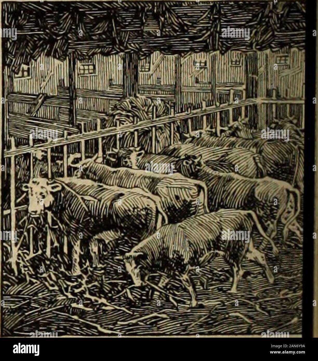 Farmer S Magazine January December 19 Iwell Finished Steers Always Command A Good Price Sani Tary Surroundings And Care Ful Feeding Will Produce The Animalsthat Command The Top Price Btsteer Pens Save Time And Labor They Farmer S Magazine January December 19 Iwell Finished Steers Always Command A Good Price Sani Tary Surroundings And Care Ful Feeding Will Produce The Animalsthat Command The Top Price Btsteer Pens Save Time And Labor They