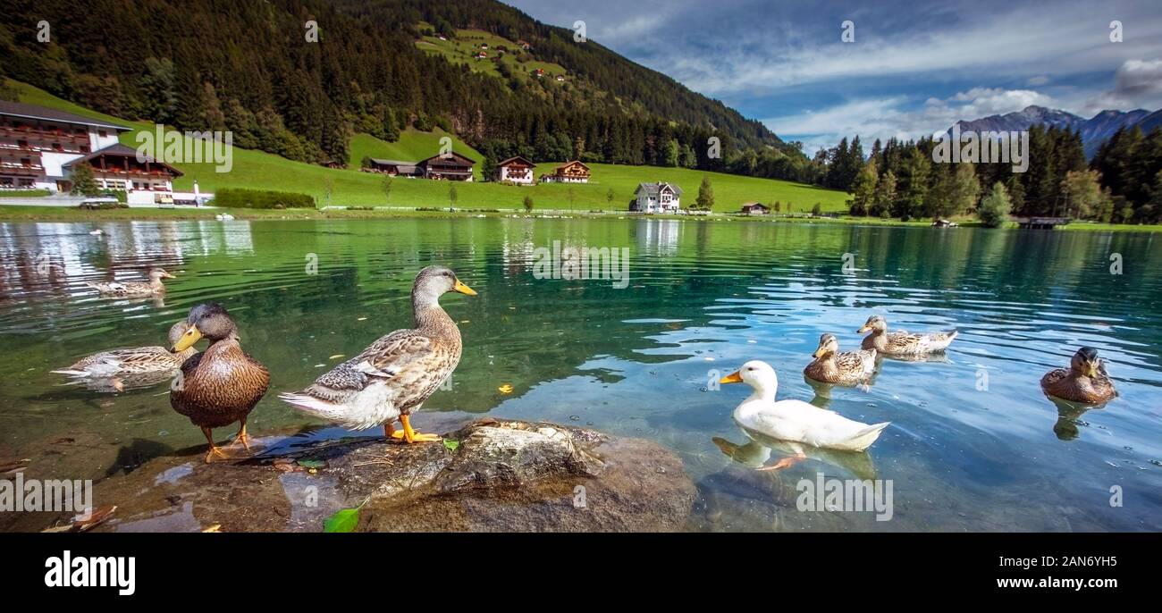 Ducks at the Mühlwald reservoir in Mühlwald South Tyrol Trentino Italy Stock Photo