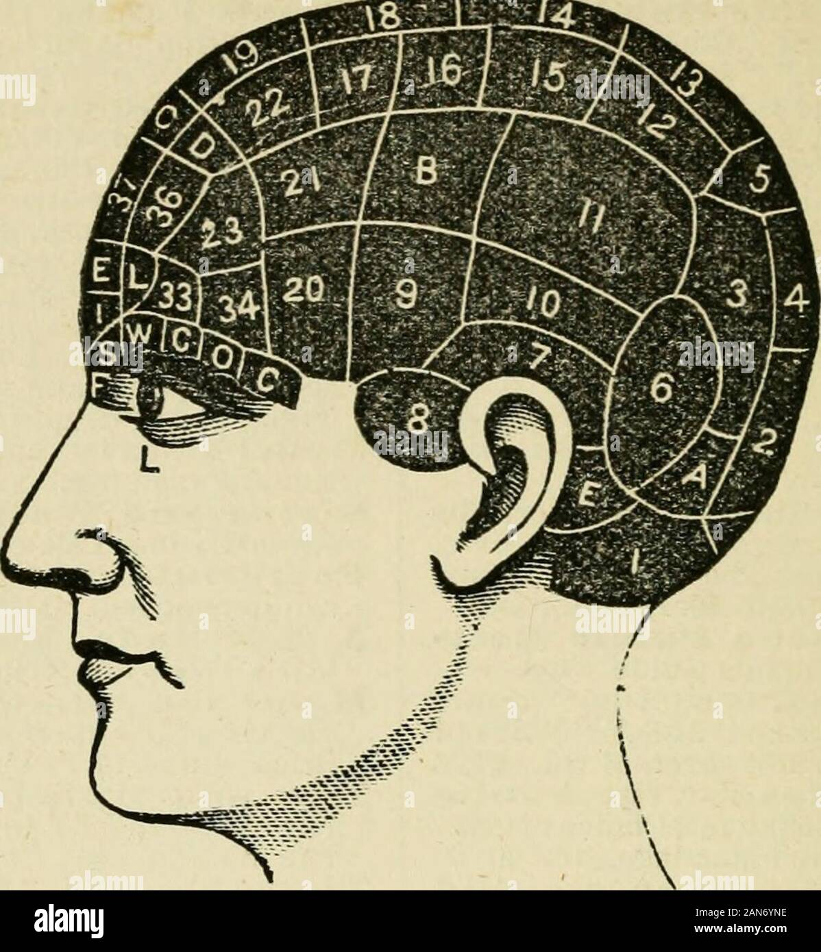 Brain and mind; or, Mental science considered in accordance withthe principles of phrenology, and in relation to modern physiology . e Temperance Apostle, loc.Good Mans Legacy. By Rev. Dr. Osgood.10c. The Planchette Mystery, 20c. Alpha-bet for Deaf and Dumb. 10c. Works on Mesmerism, Psychology, fee-Library of JMesmerIsm and Pwy- CHOLOQY. Comprising ihe Philosophy ofMesmerism — Fascination — The Macro-cosm, or the Universe Without—ElectricalPsychology—Psychology, or the Scienceof the Soul. 1 vol. $8.50. Practical Instructions in Ani-mal Magnetism. From the French ofDeleuze. $2. The Key to Glios Stock Photo